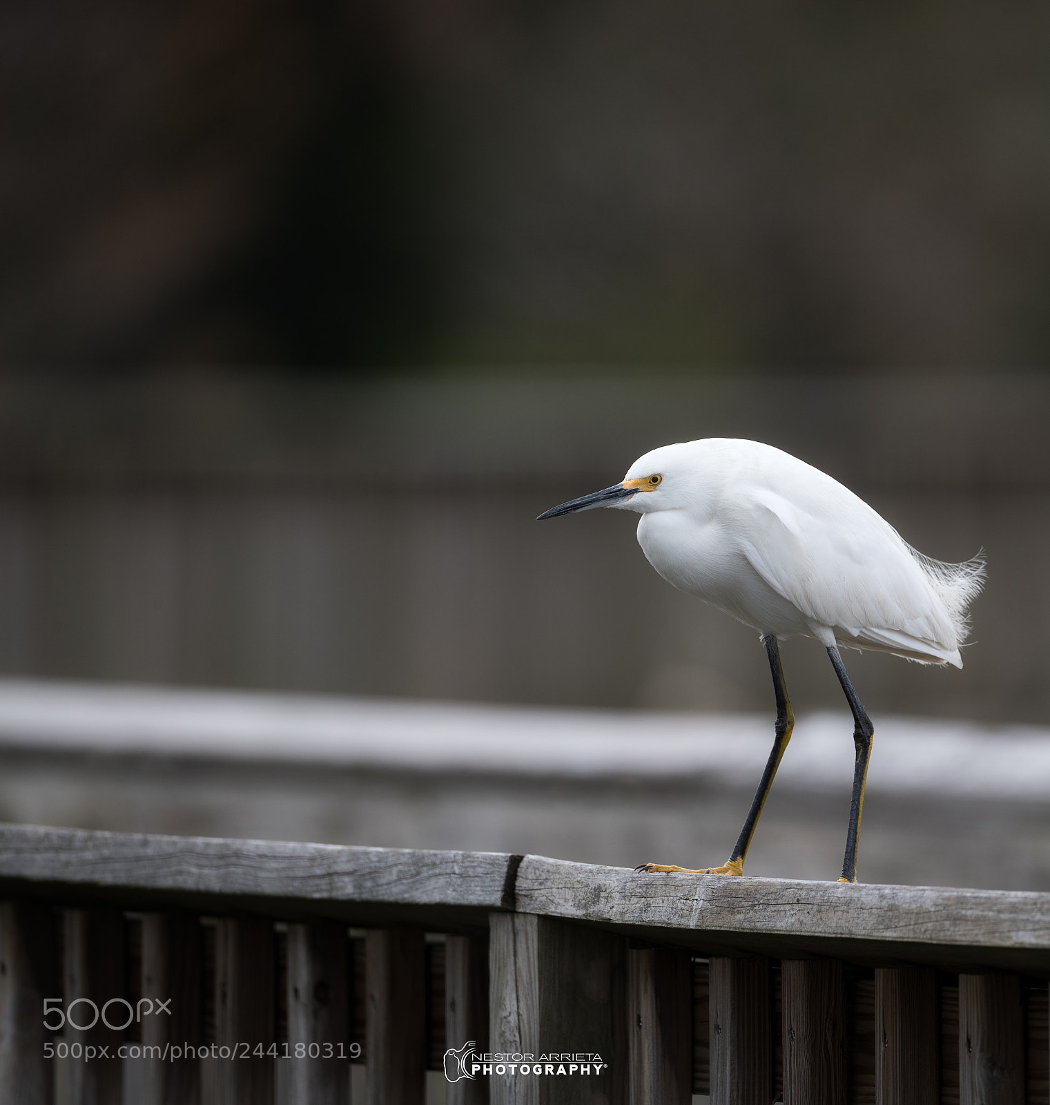Canon EOS-1D X Mark II sample photo. Snowy egret photography