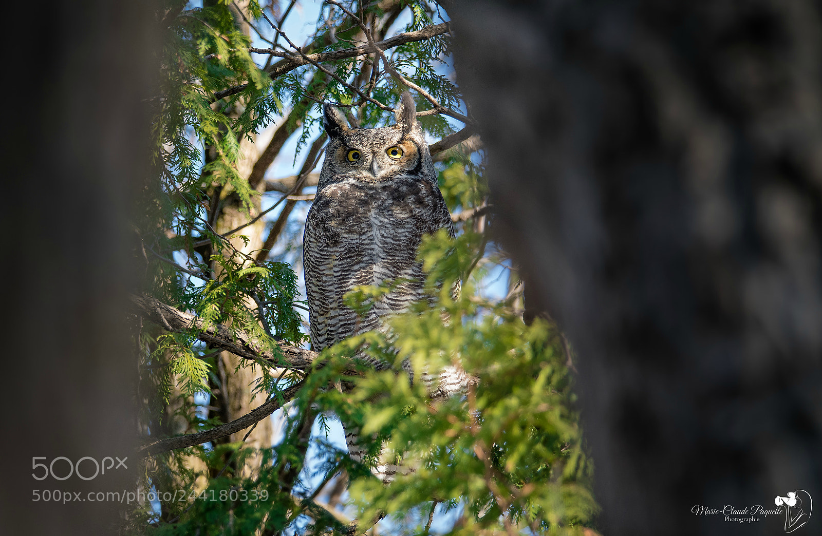 Nikon D500 sample photo. Grand-duc photography