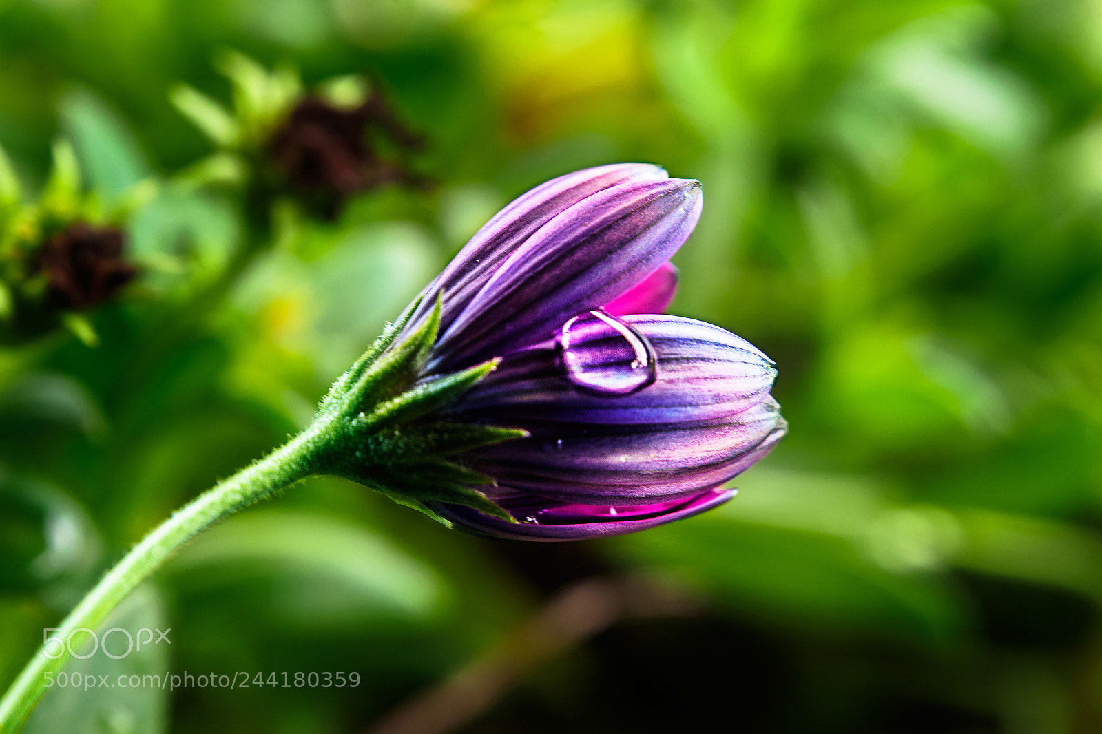 Olympus OM-D E-M5 sample photo. Water drop in bloom photography