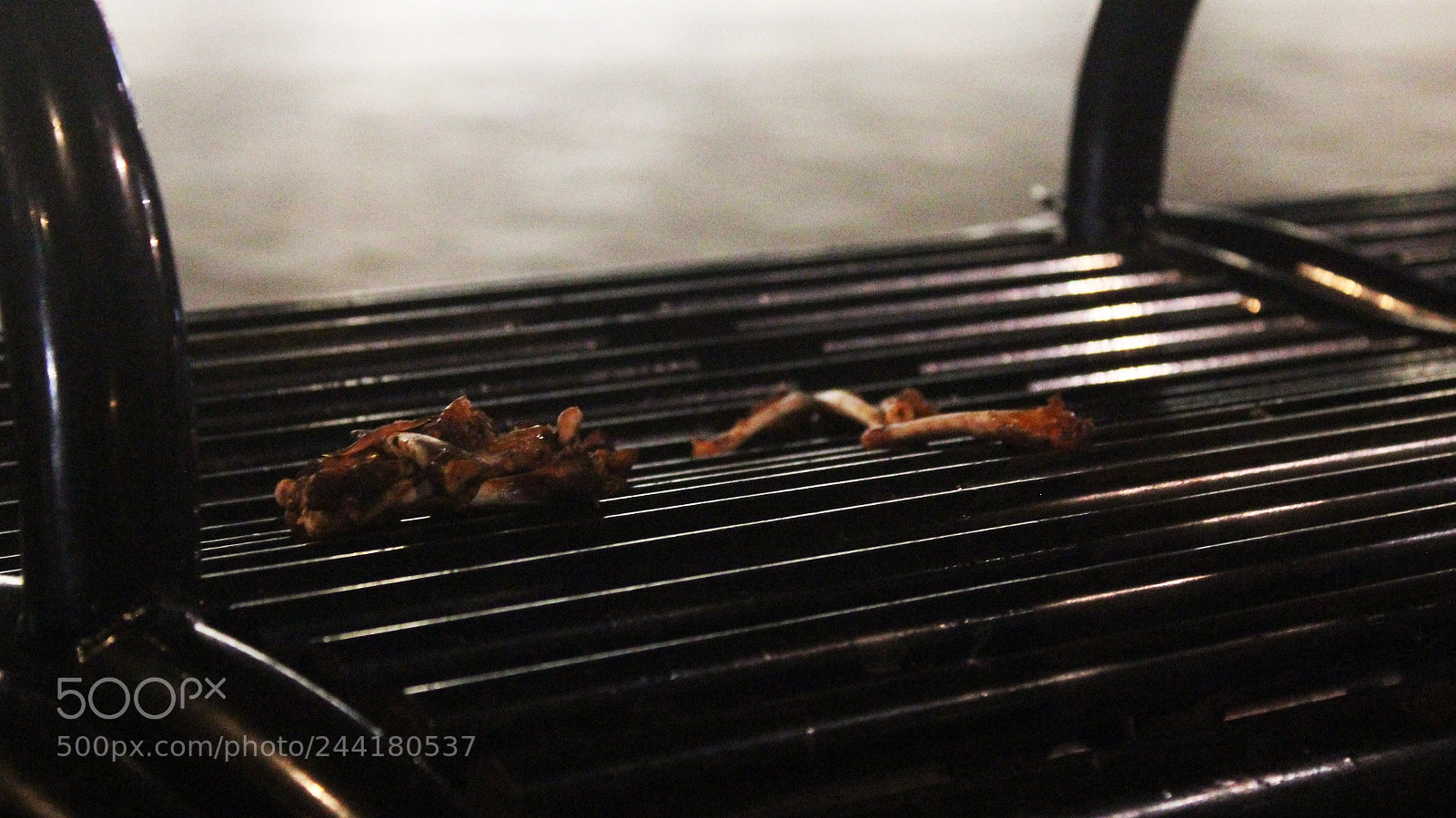Canon EOS 550D (EOS Rebel T2i / EOS Kiss X4) sample photo. Bones photography
