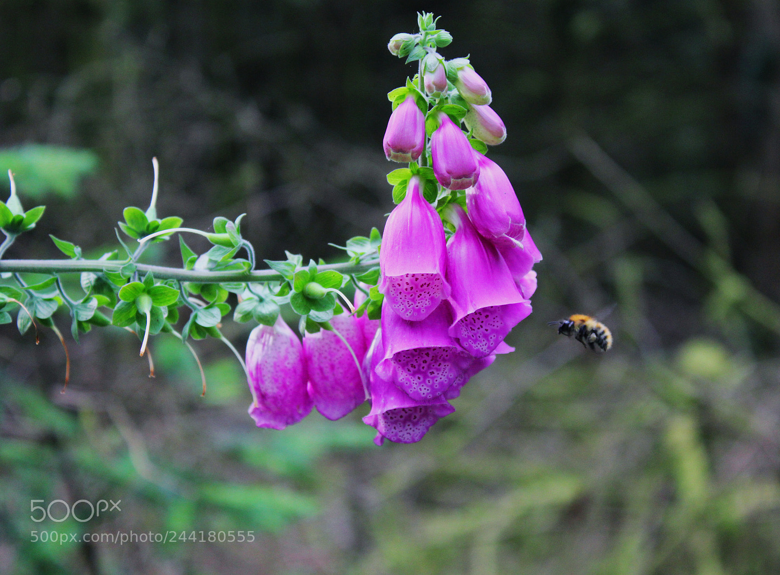 Canon EOS 550D (EOS Rebel T2i / EOS Kiss X4) sample photo. Bee photography