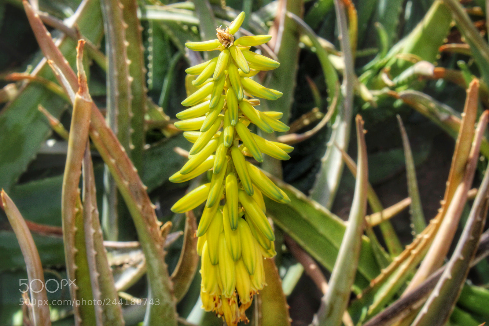 Canon EOS 1300D (EOS Rebel T6 / EOS Kiss X80) sample photo. Aloe flowers photography