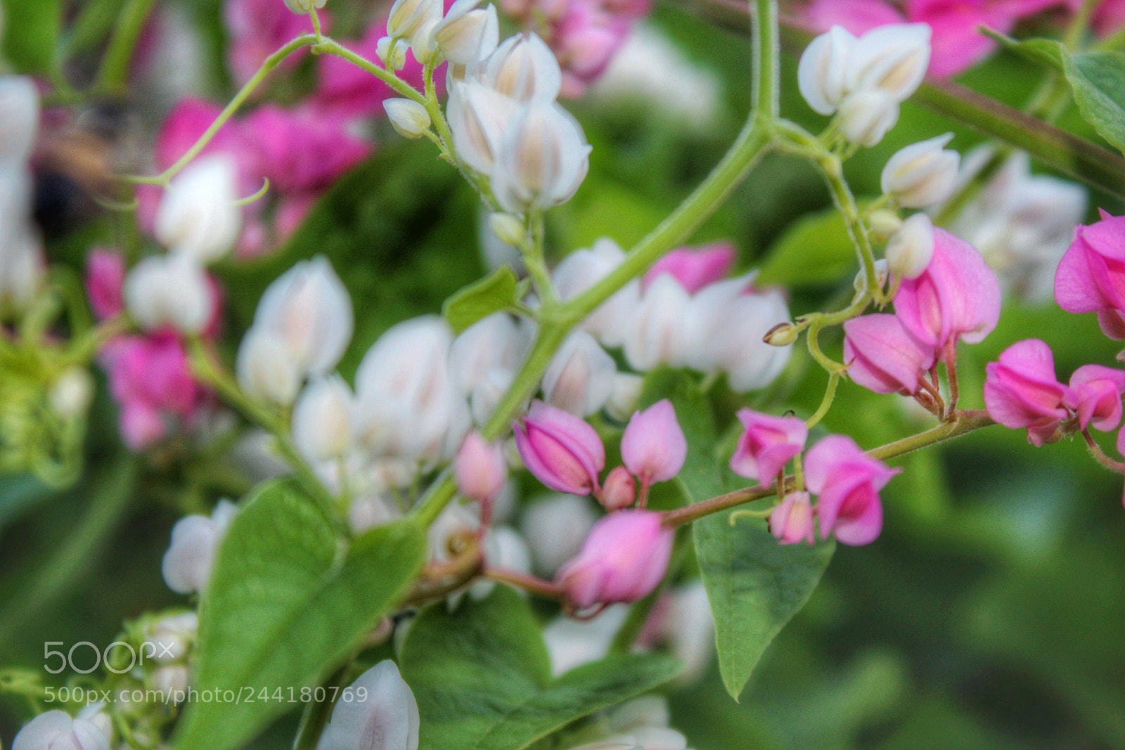 Canon EOS 1300D (EOS Rebel T6 / EOS Kiss X80) sample photo. Small white and purple photography