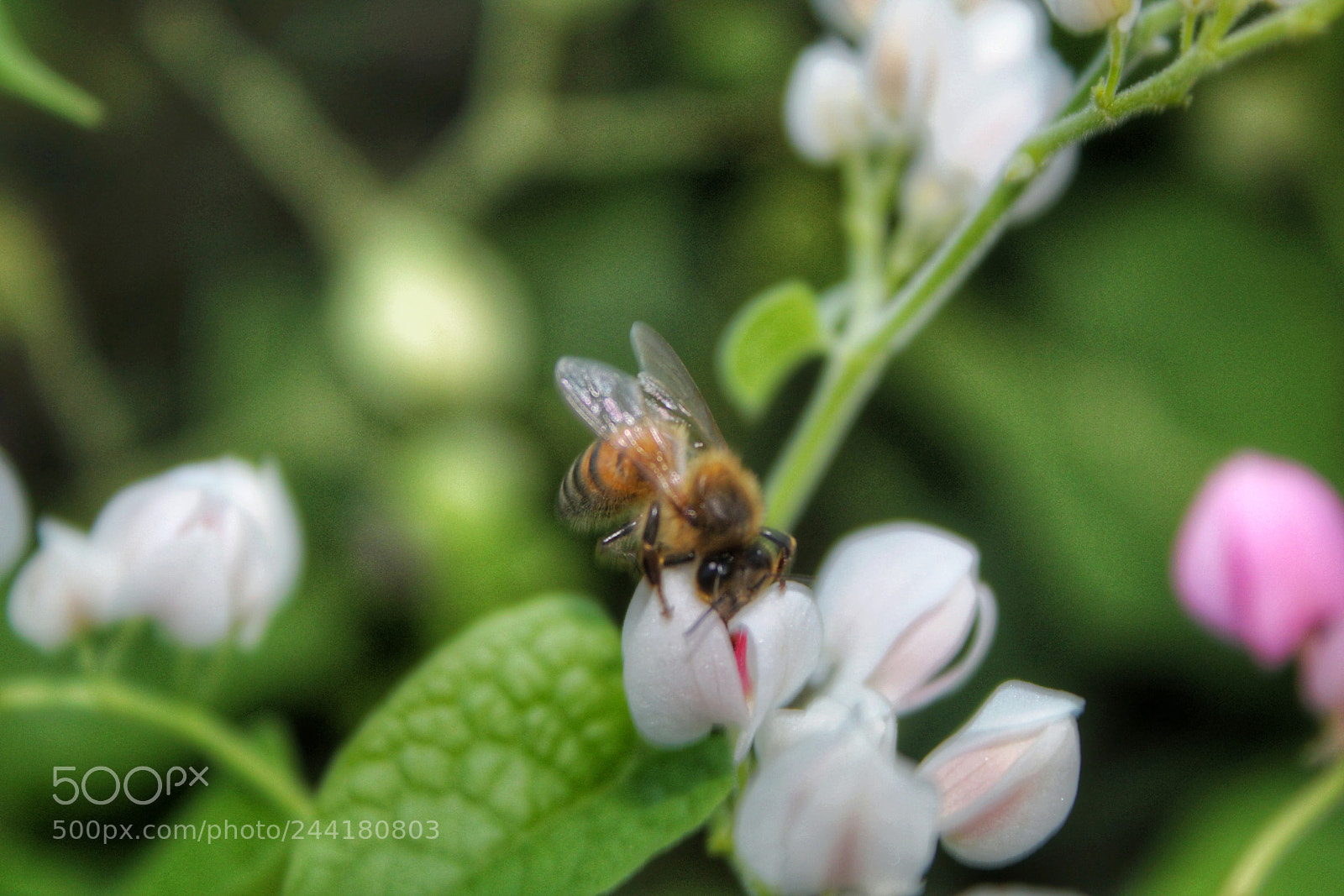 Canon EOS 1300D (EOS Rebel T6 / EOS Kiss X80) sample photo. Bee om small flowers photography