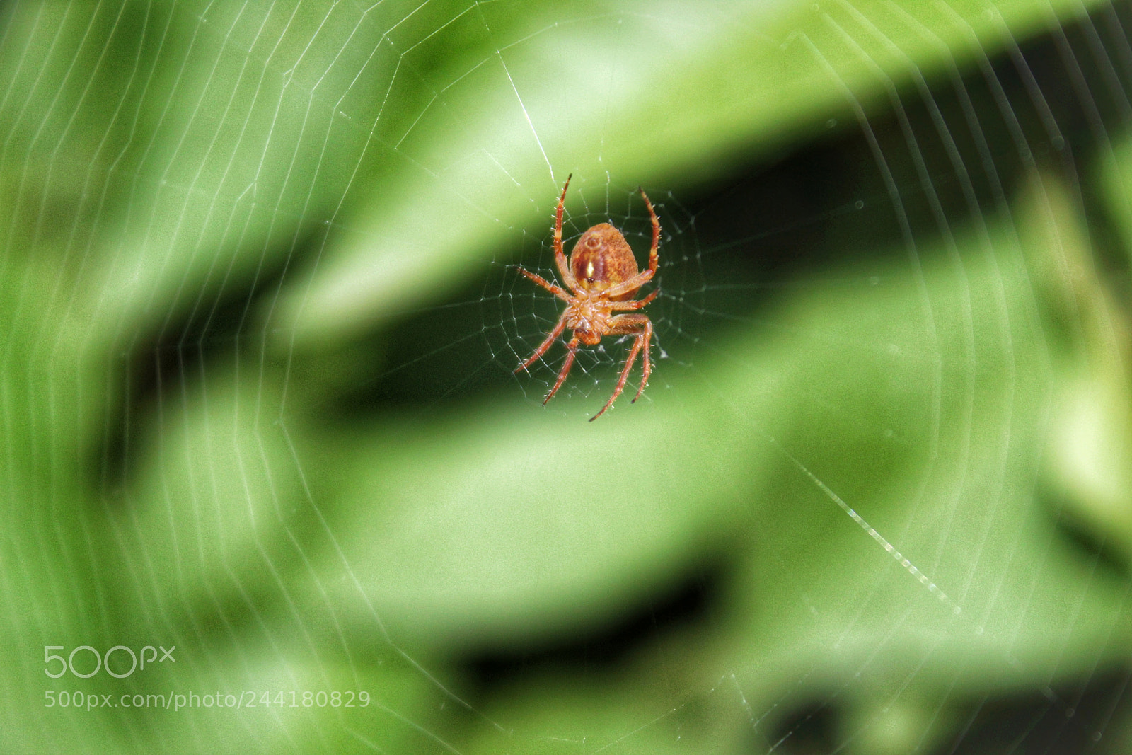 Canon EOS 1300D (EOS Rebel T6 / EOS Kiss X80) sample photo. Small spiders photography