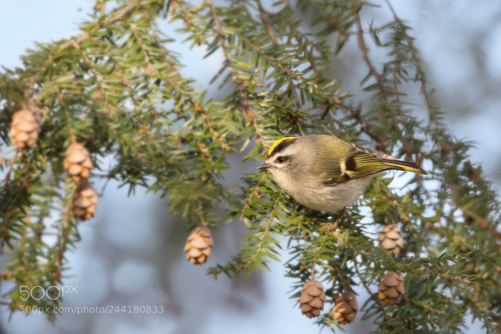Nikon D7200 sample photo. Golden-crowned kinglet photography