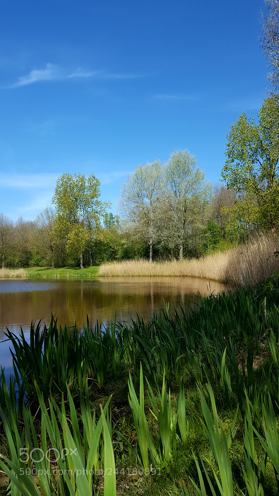 Samsung Galaxy S6 sample photo. Colorfull treeline at the photography