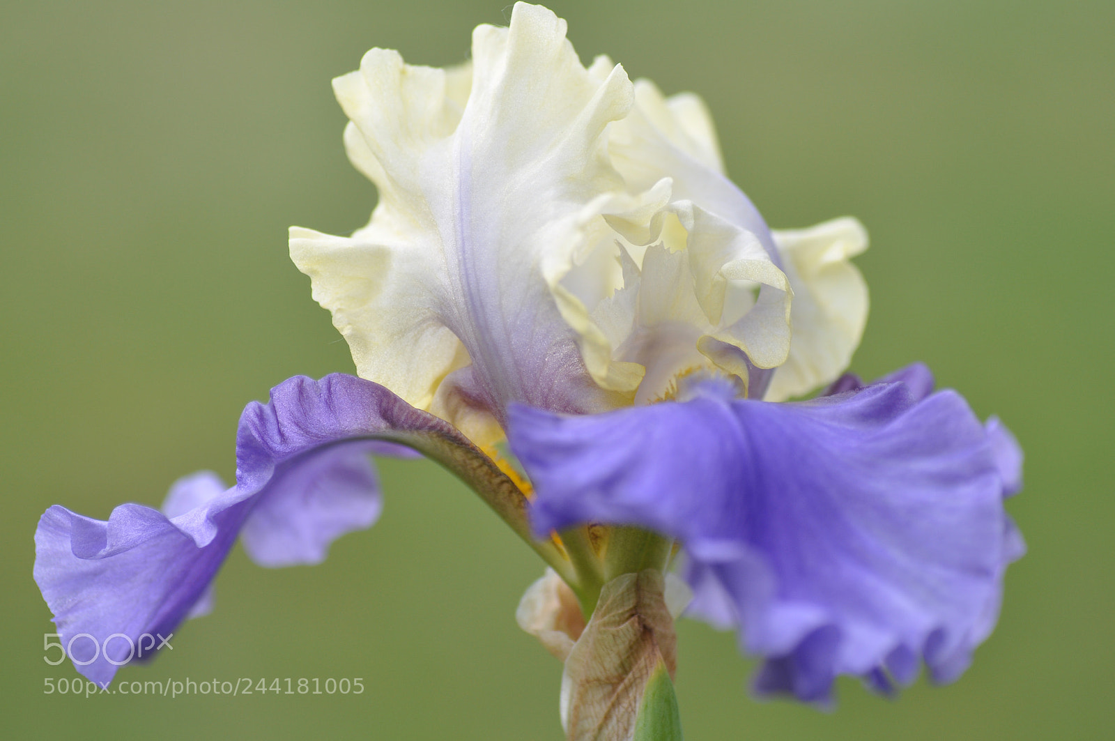 Nikon D90 sample photo. Iris in detail photography