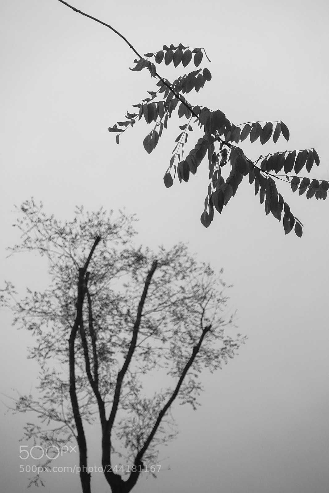 Sony DSC-RX100M5 sample photo. 黄叶将尽 photography