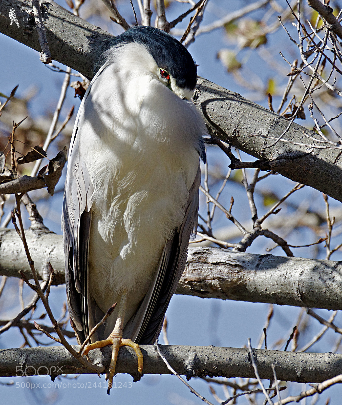 Nikon D500 sample photo. Black-crowned night heron half photography