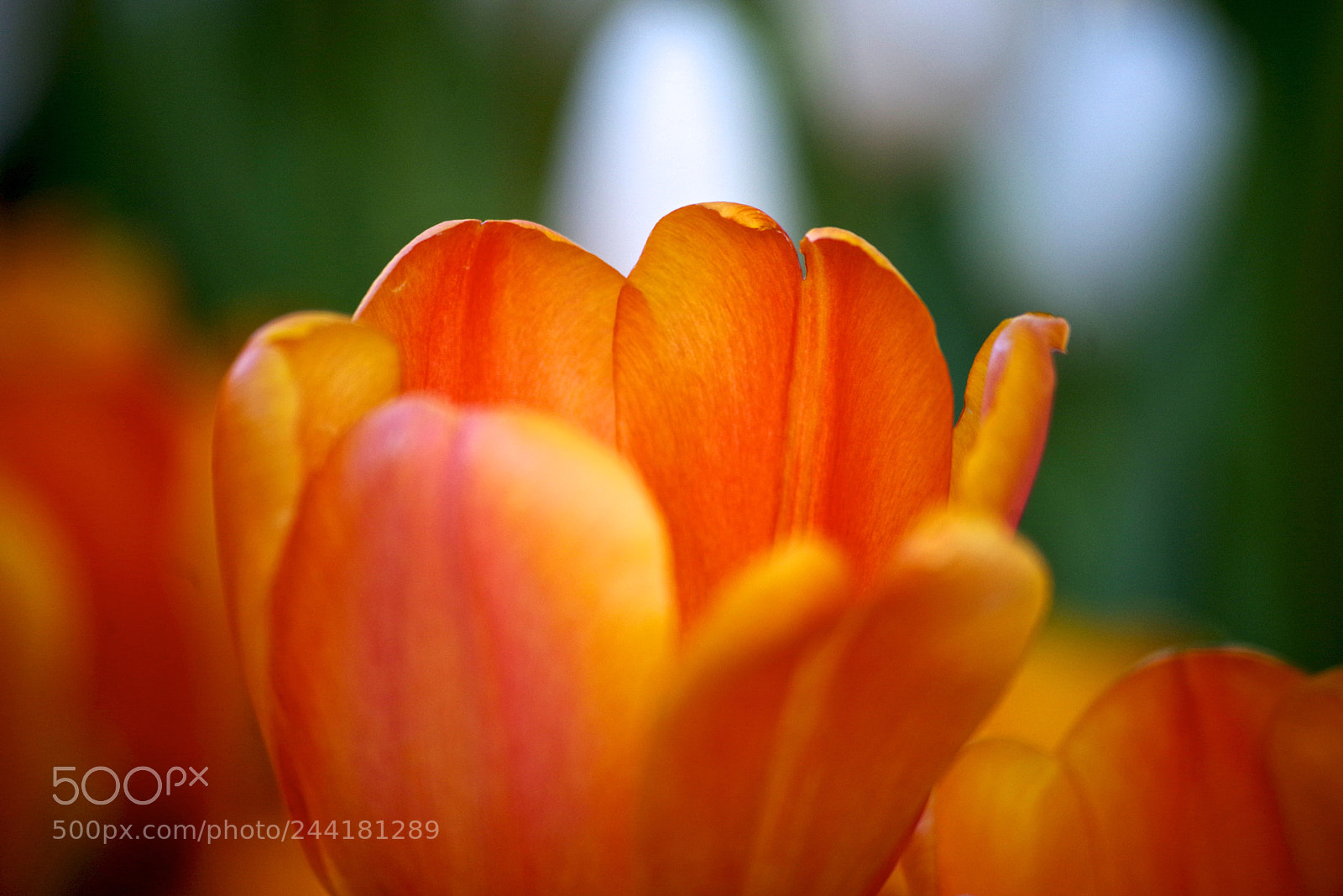 Pentax K-1 sample photo. Winter tulip photography