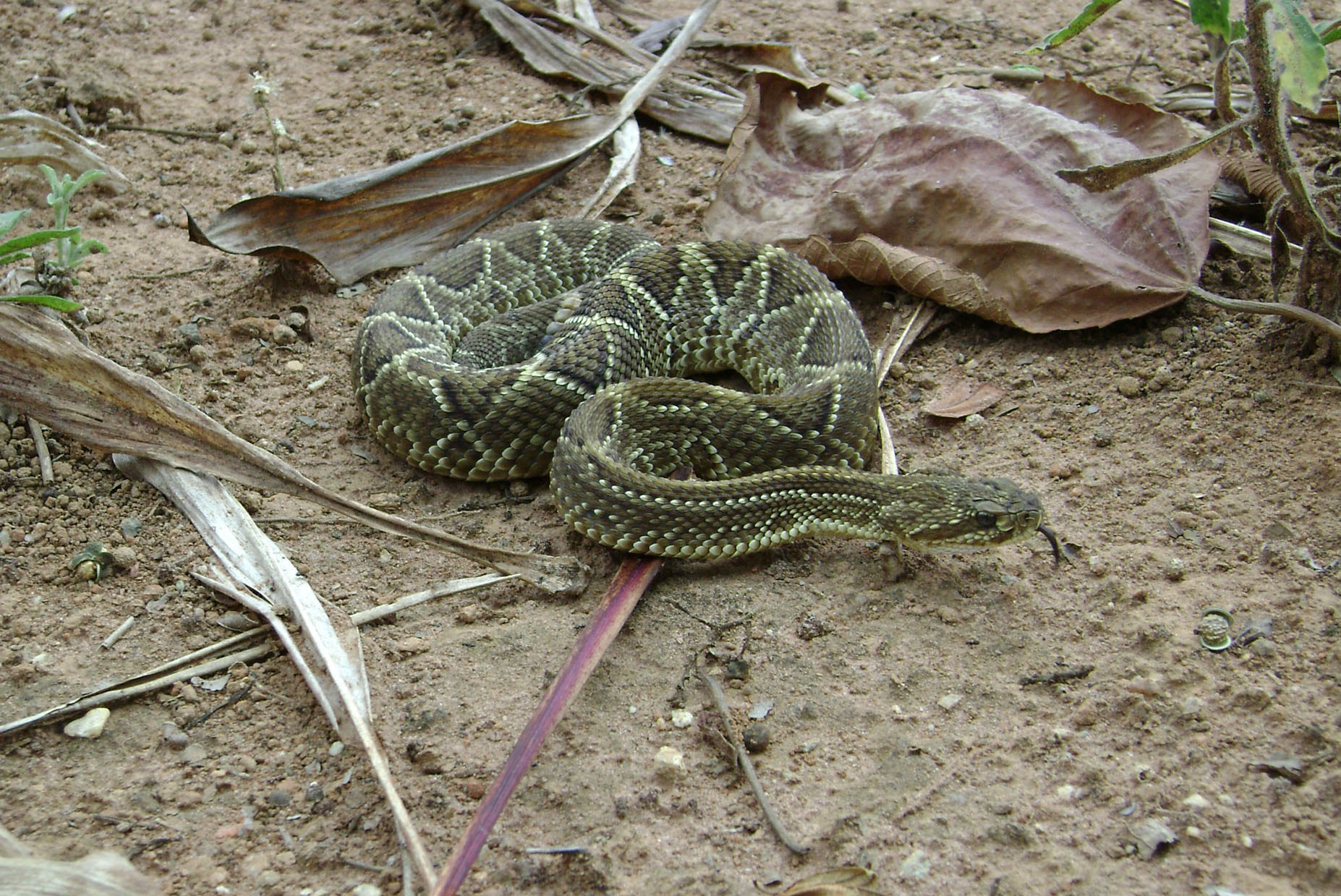 Sony DSC-S650 sample photo. Cascavel (crotalus durissus terrificus) photography