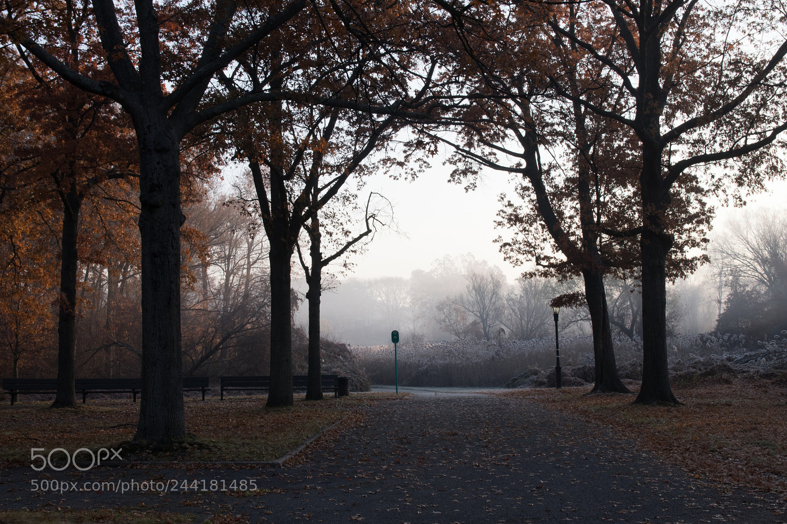 Canon EOS 77D (EOS 9000D / EOS 770D) sample photo. Foggy park photography