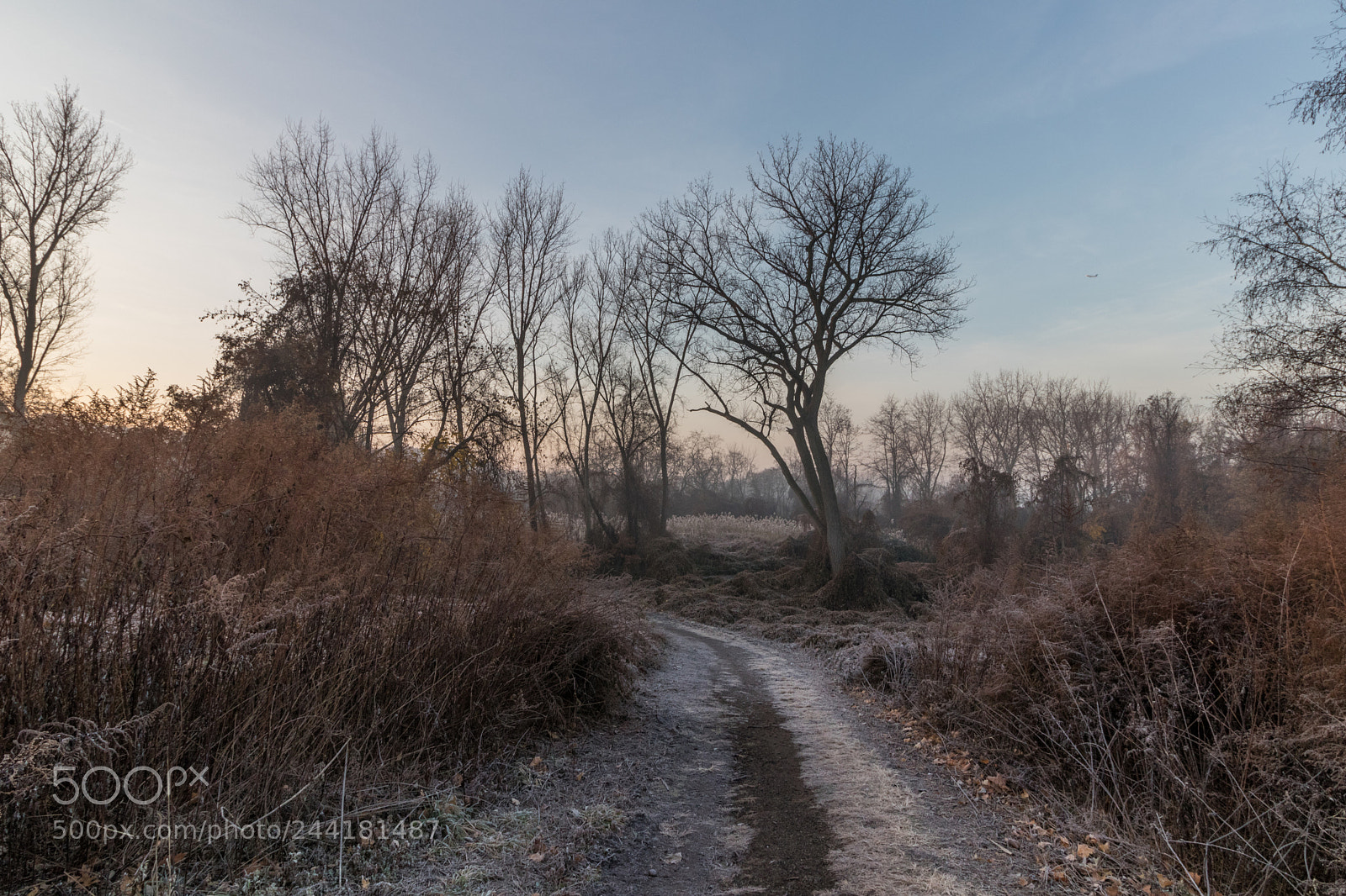 Canon EOS 77D (EOS 9000D / EOS 770D) sample photo. Frosty path photography