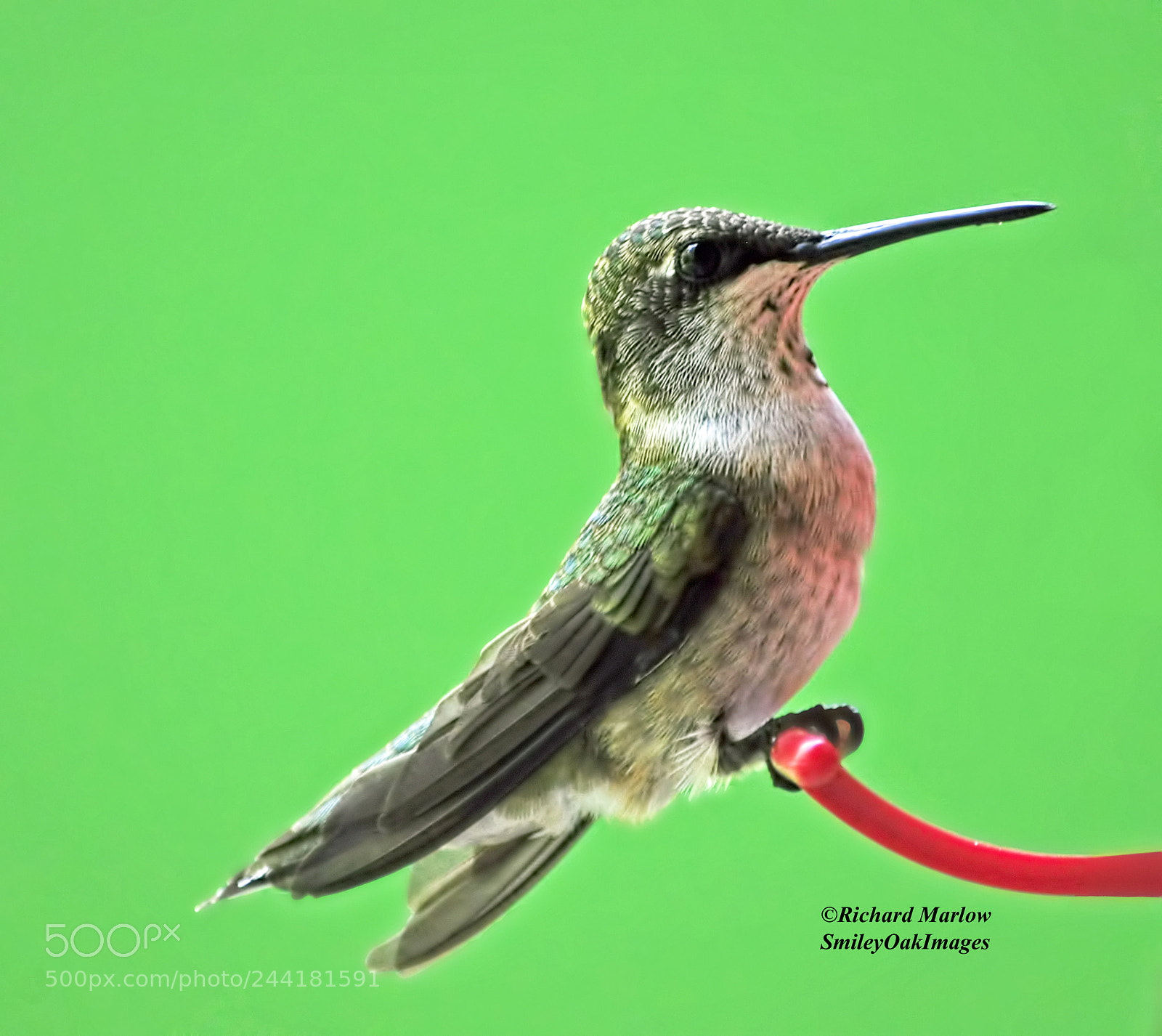 Nikon D5000 sample photo. Hummingbird photography