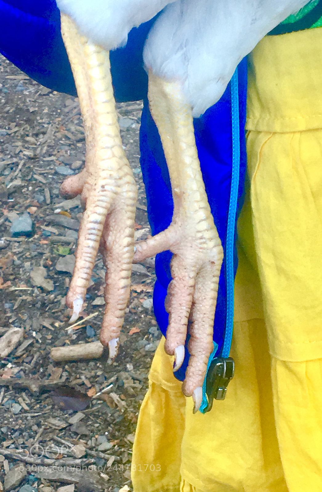 Apple iPhone 6s sample photo. Chicken feet photography