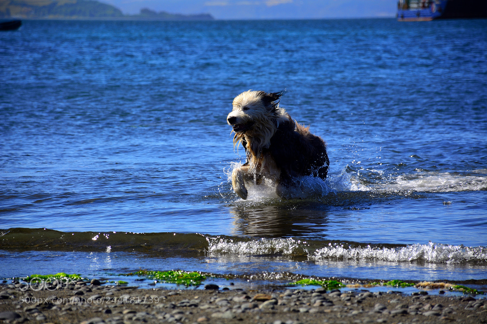 Nikon D7100 sample photo. Havanese in the sea photography