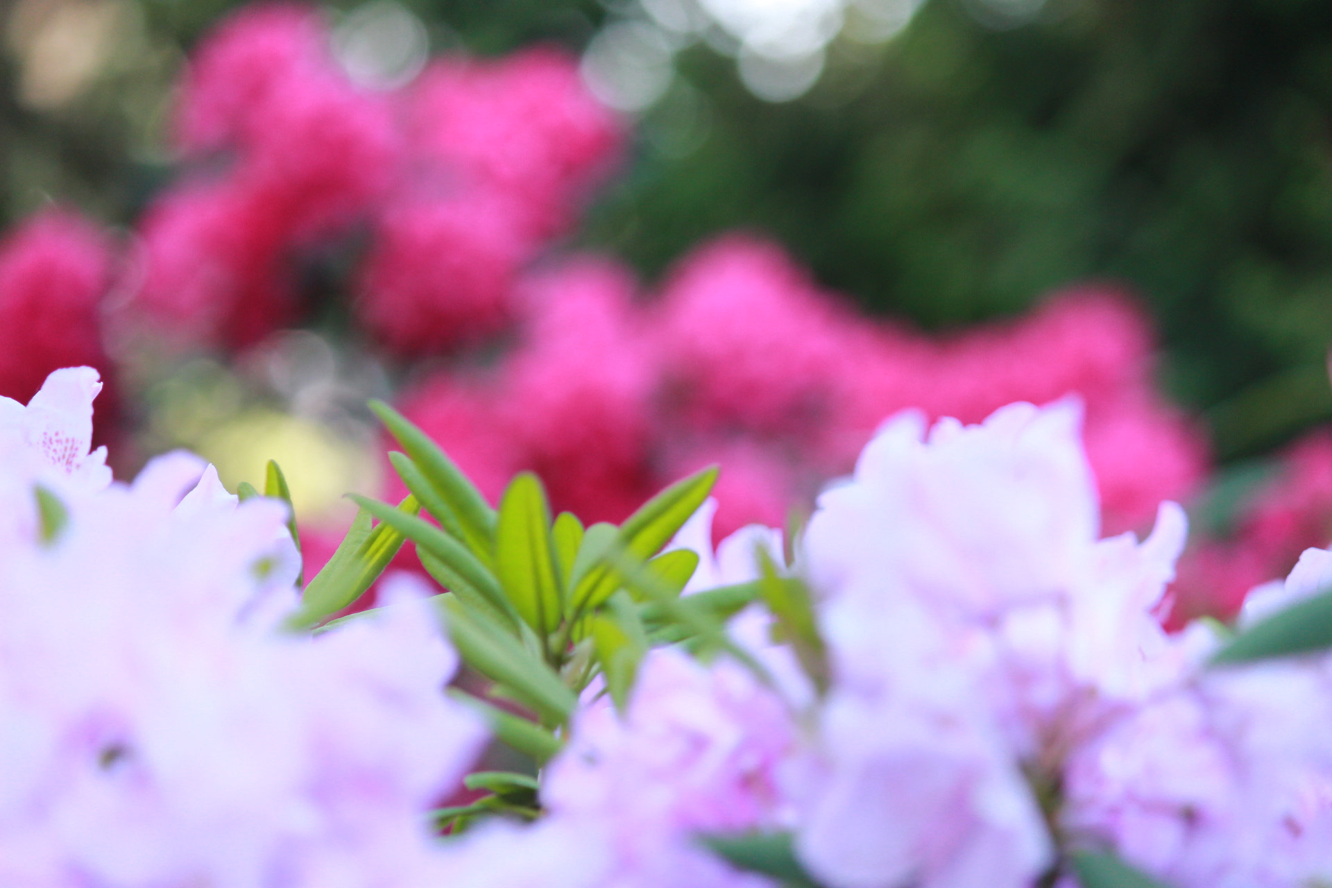 Canon EF-S 55-250mm F4-5.6 IS II sample photo. 53@11 photography