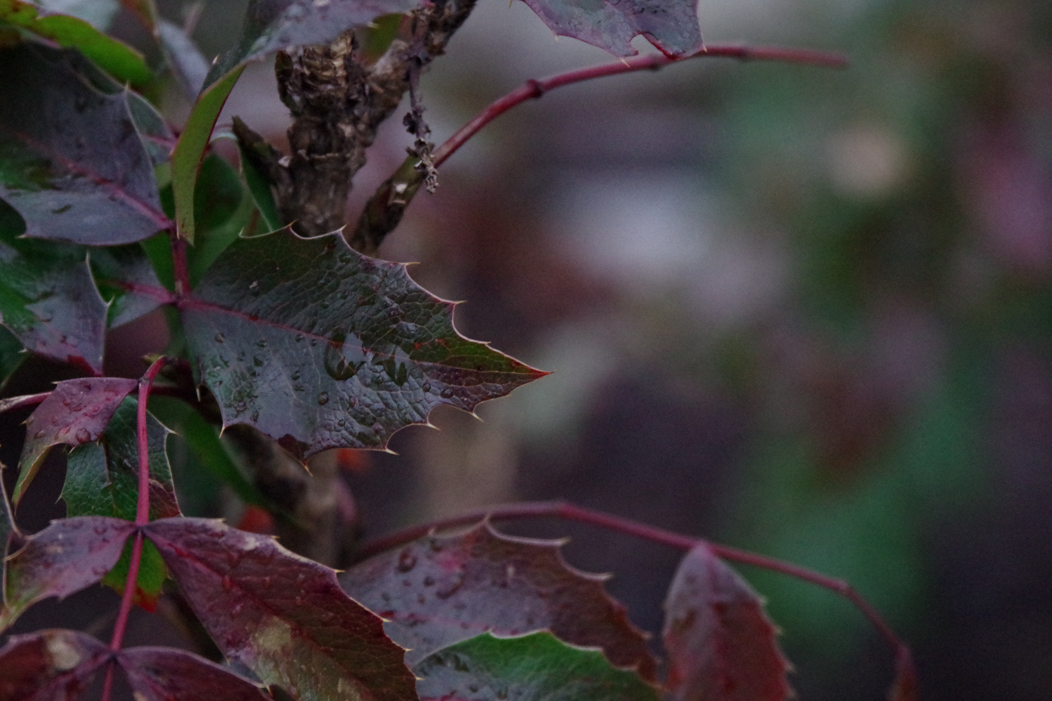 Pentax K-S2 sample photo. Leaf colours photography