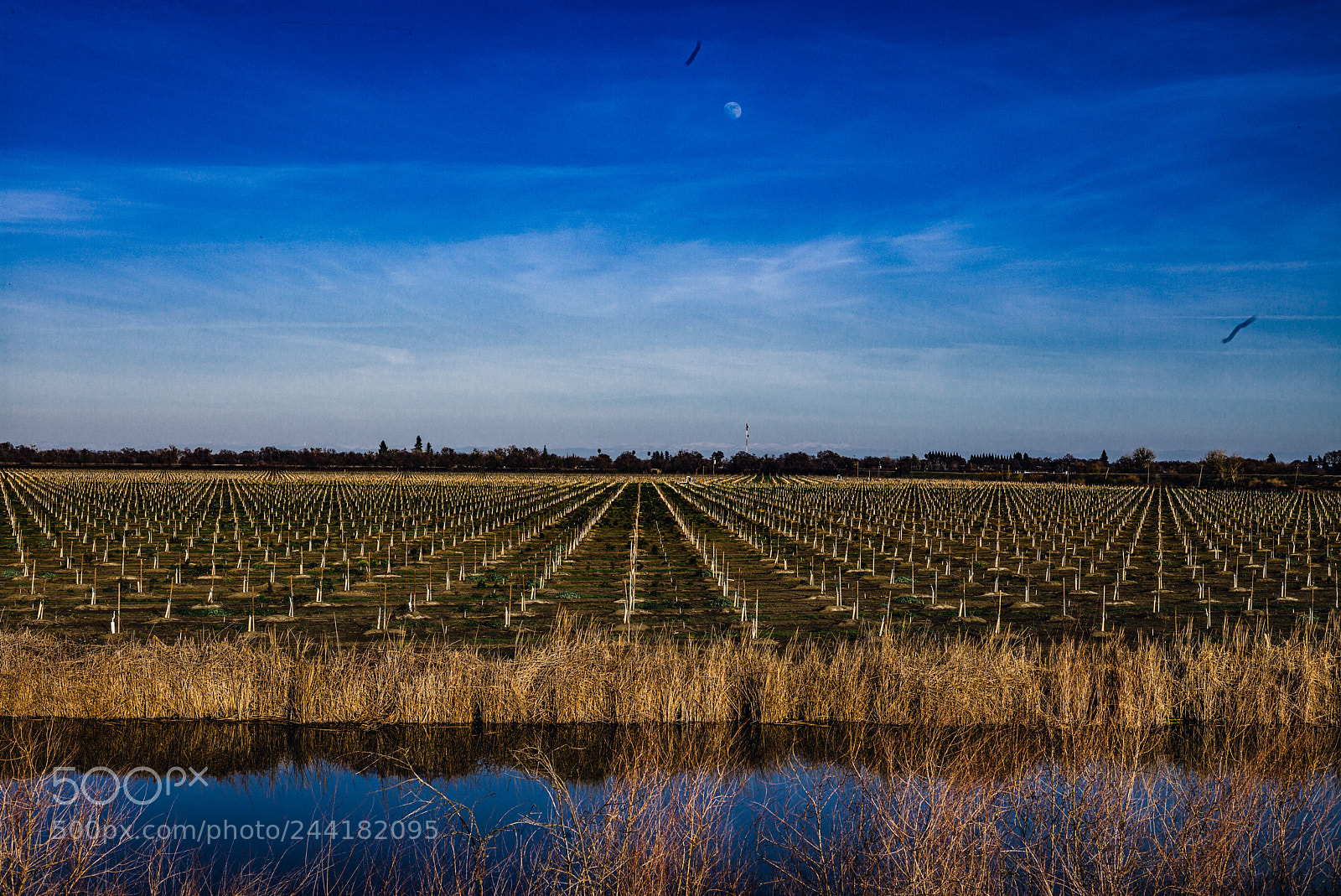 Leica M (Typ 240) sample photo. Moon rise on the photography