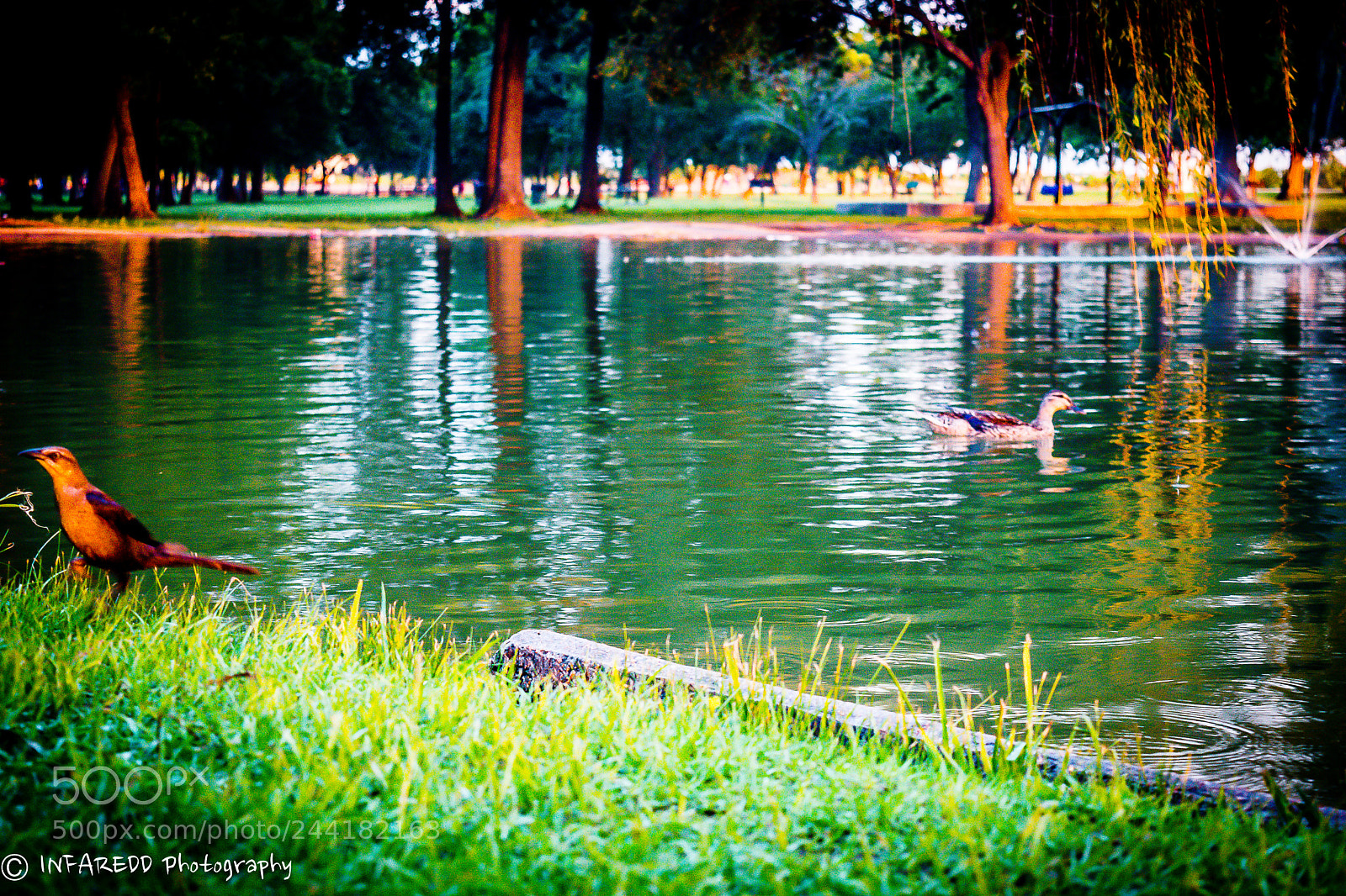 Nikon D5500 sample photo. Separation photography