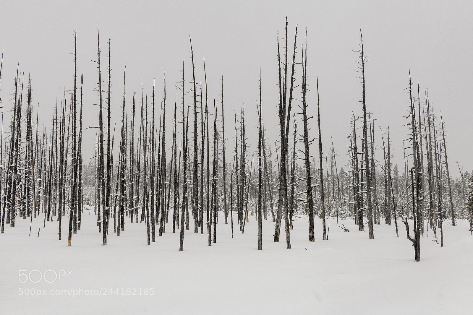 Nikon D850 sample photo. Cold winter day photography