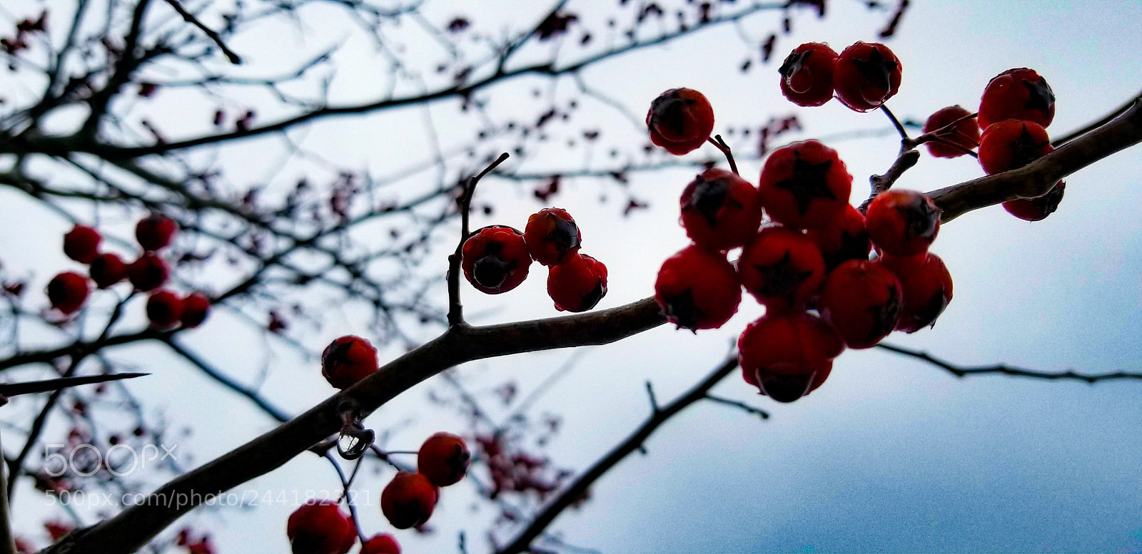 Samsung Galaxy S8 sample photo. Red berry tree photography