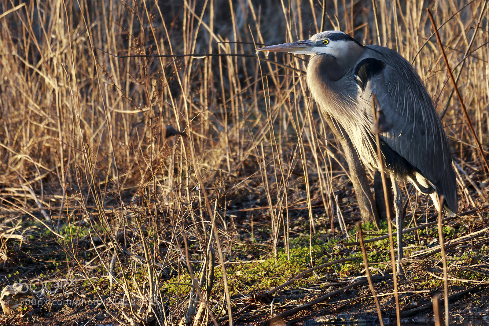 Canon EOS 7D Mark II sample photo. Great blue heron photography