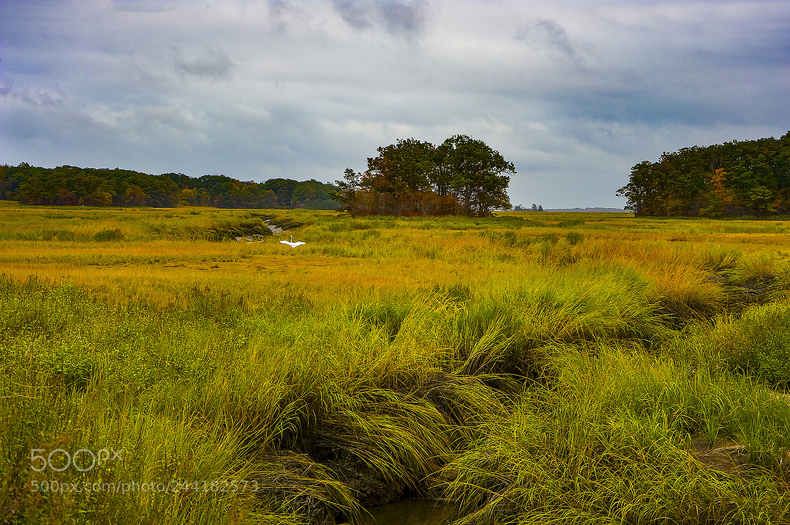 Nikon D3 sample photo. Essex marsh photography
