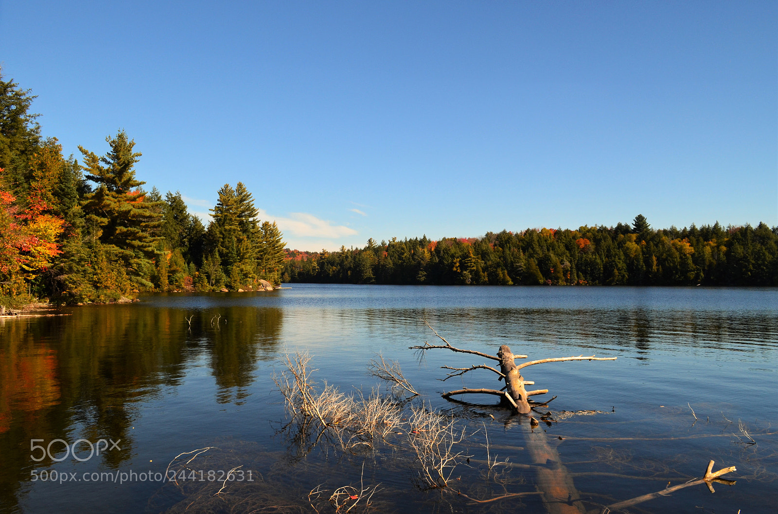 Nikon D5100 sample photo. Fallen tree photography