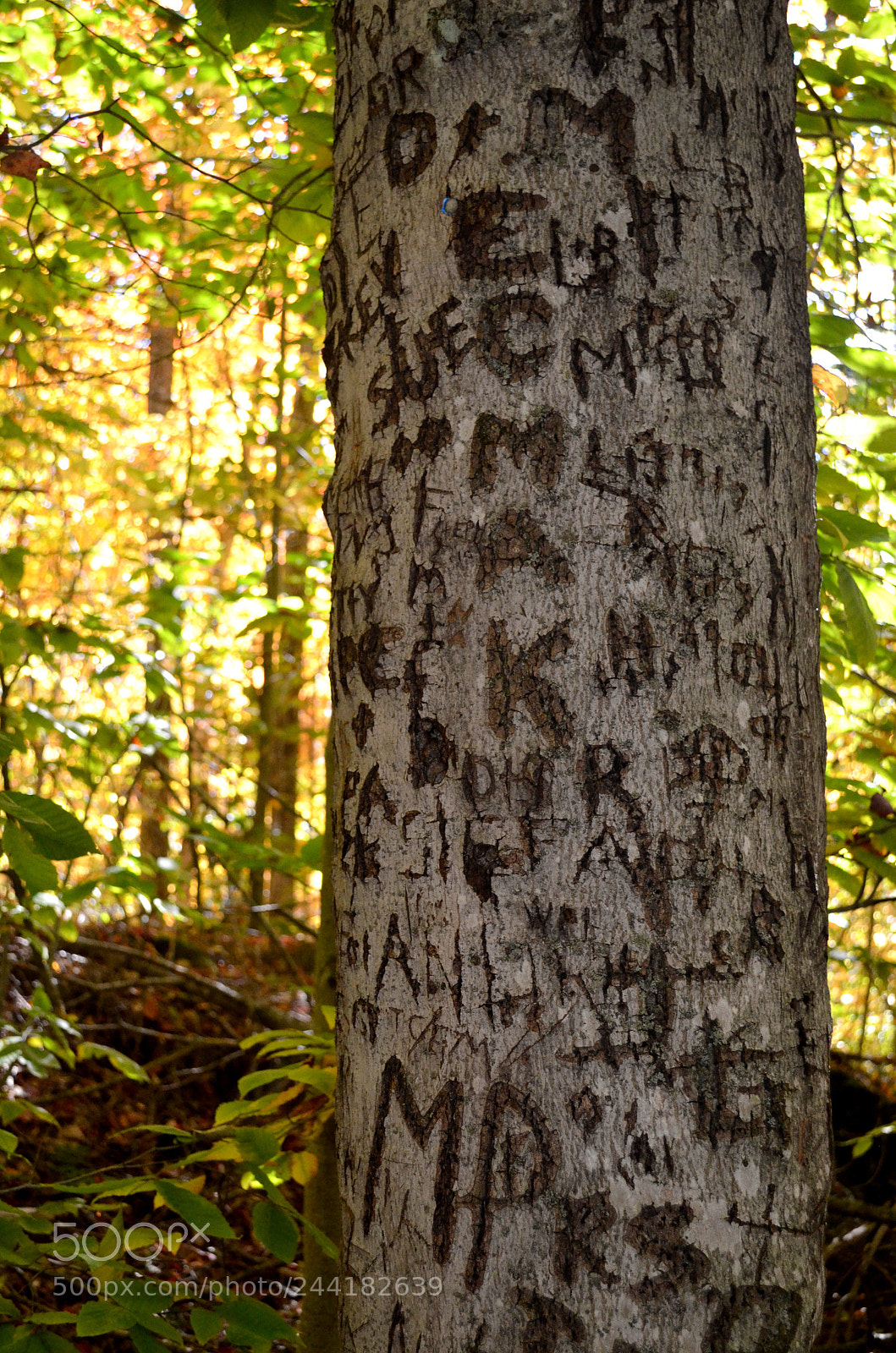 Nikon D5100 sample photo. Find your initials photography