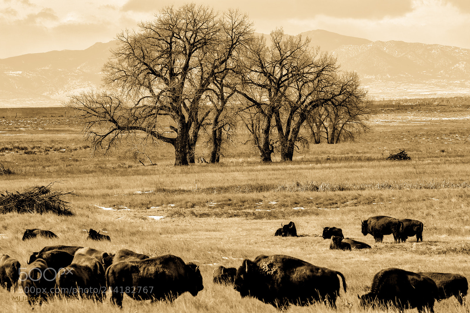 Nikon D7500 sample photo. Rocky mountain buffalo photography