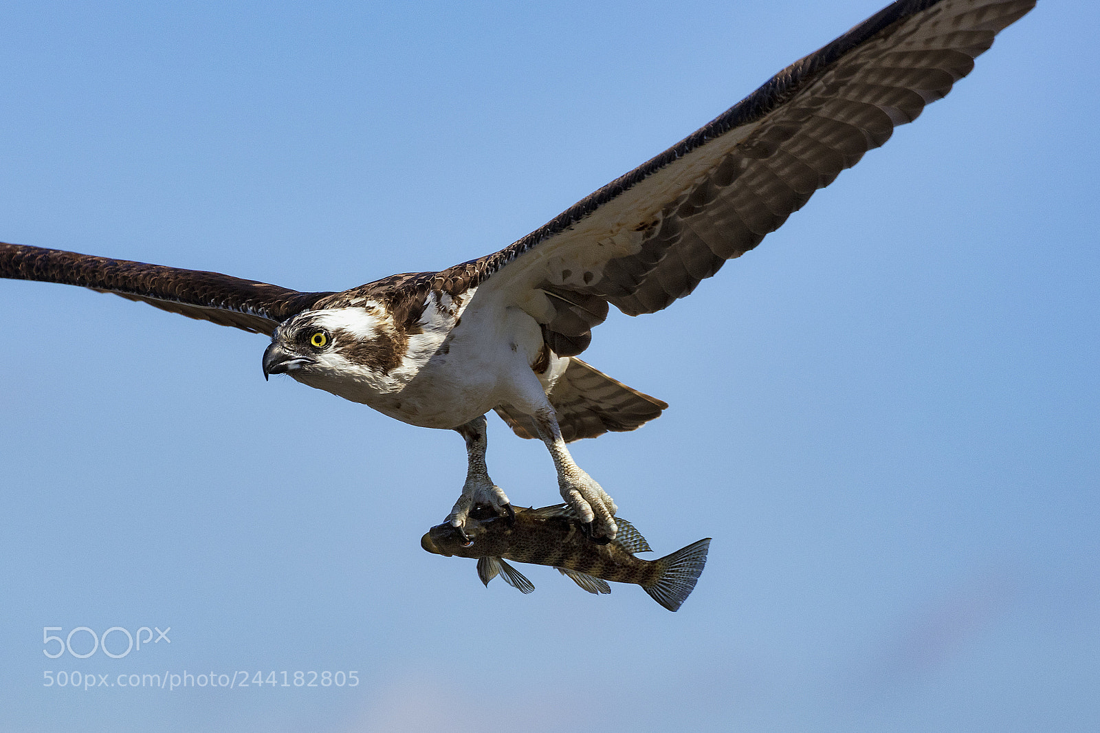 Canon EOS 5DS sample photo. Osprey with fish photography