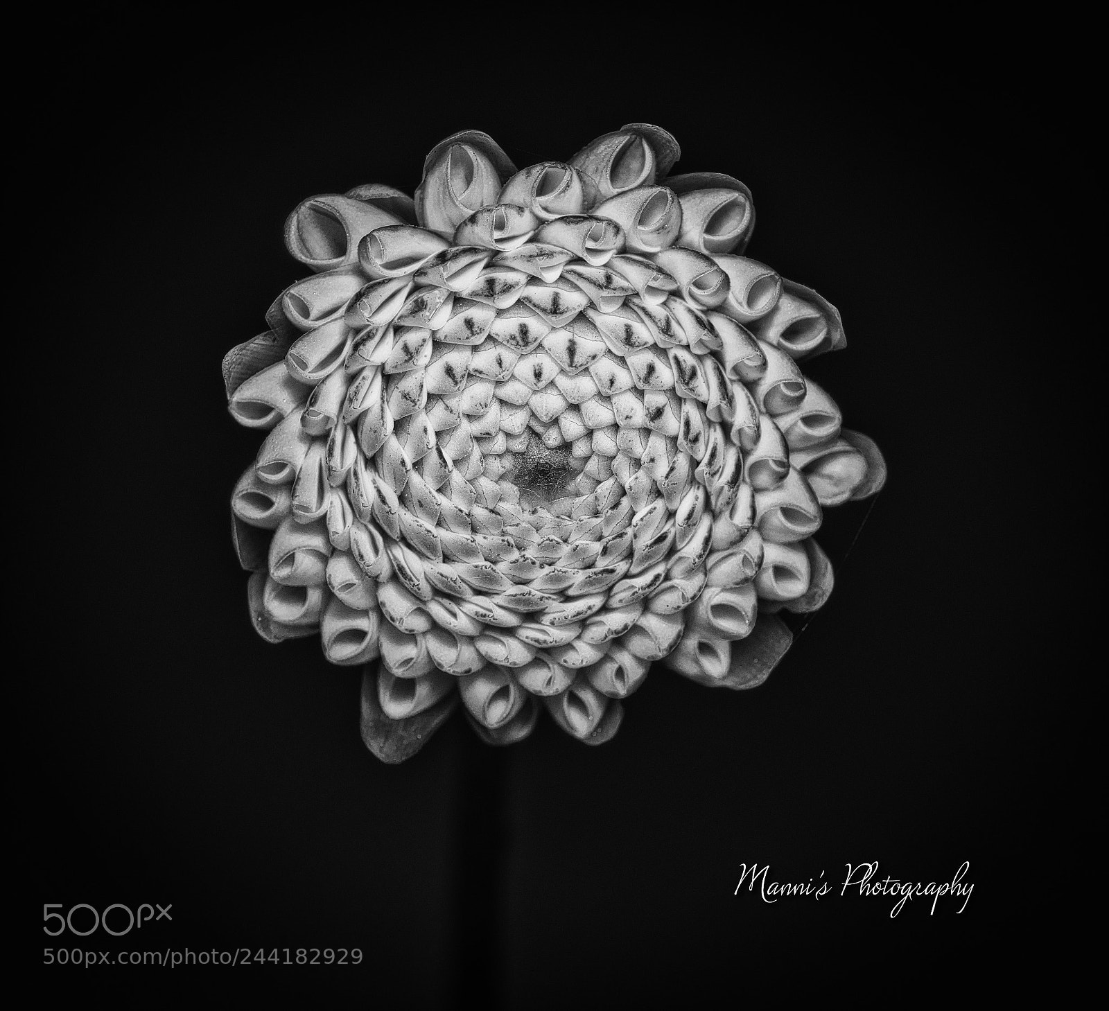 Nikon D800 sample photo. A dahalias flower photography