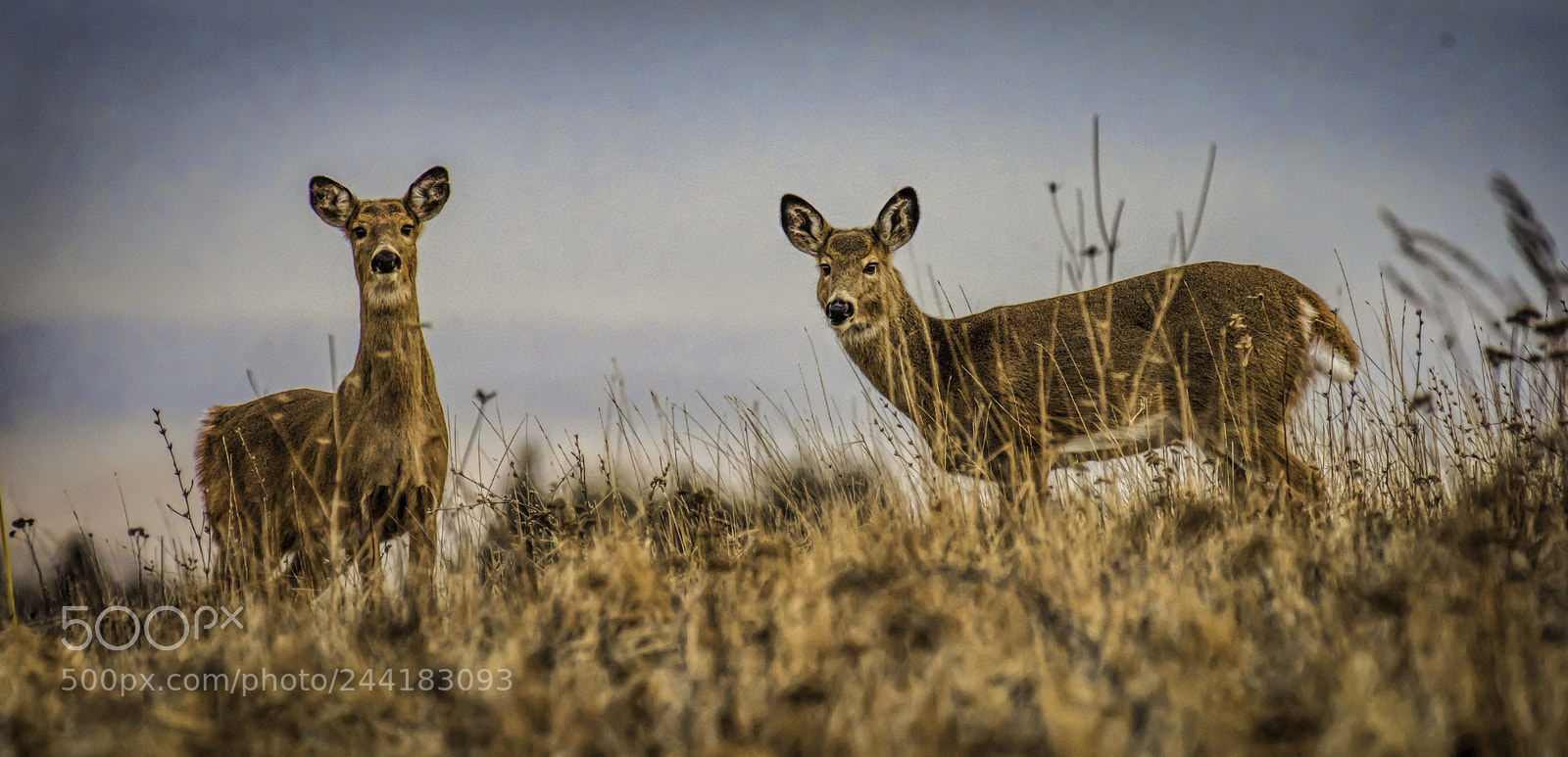 Nikon D810 sample photo. Edit photography