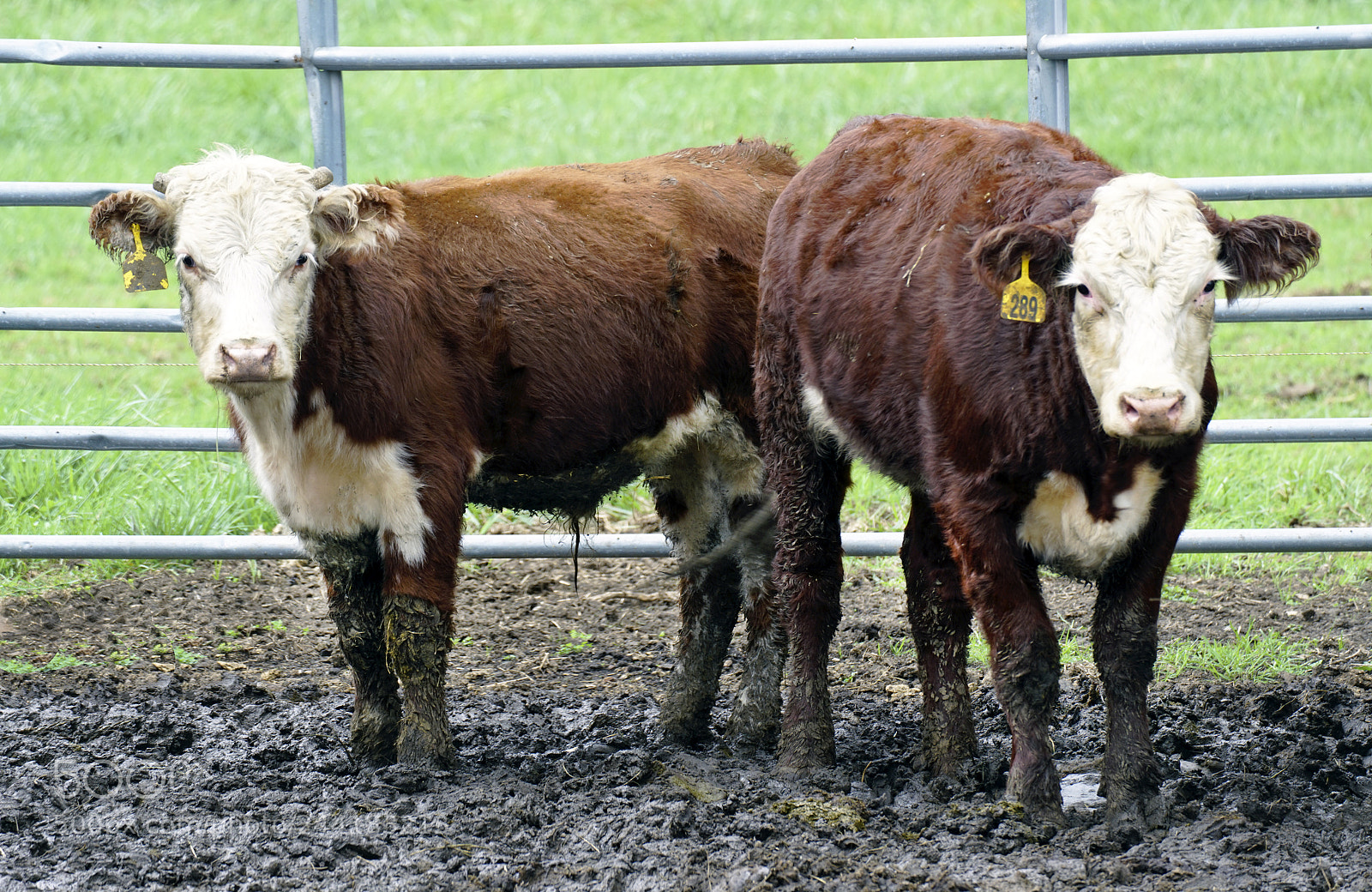 Sony a7R II sample photo. Cows wondering what i photography