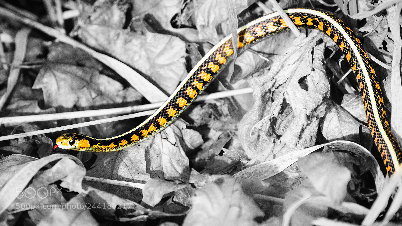 Nikon D800 sample photo. Snake in the grass photography