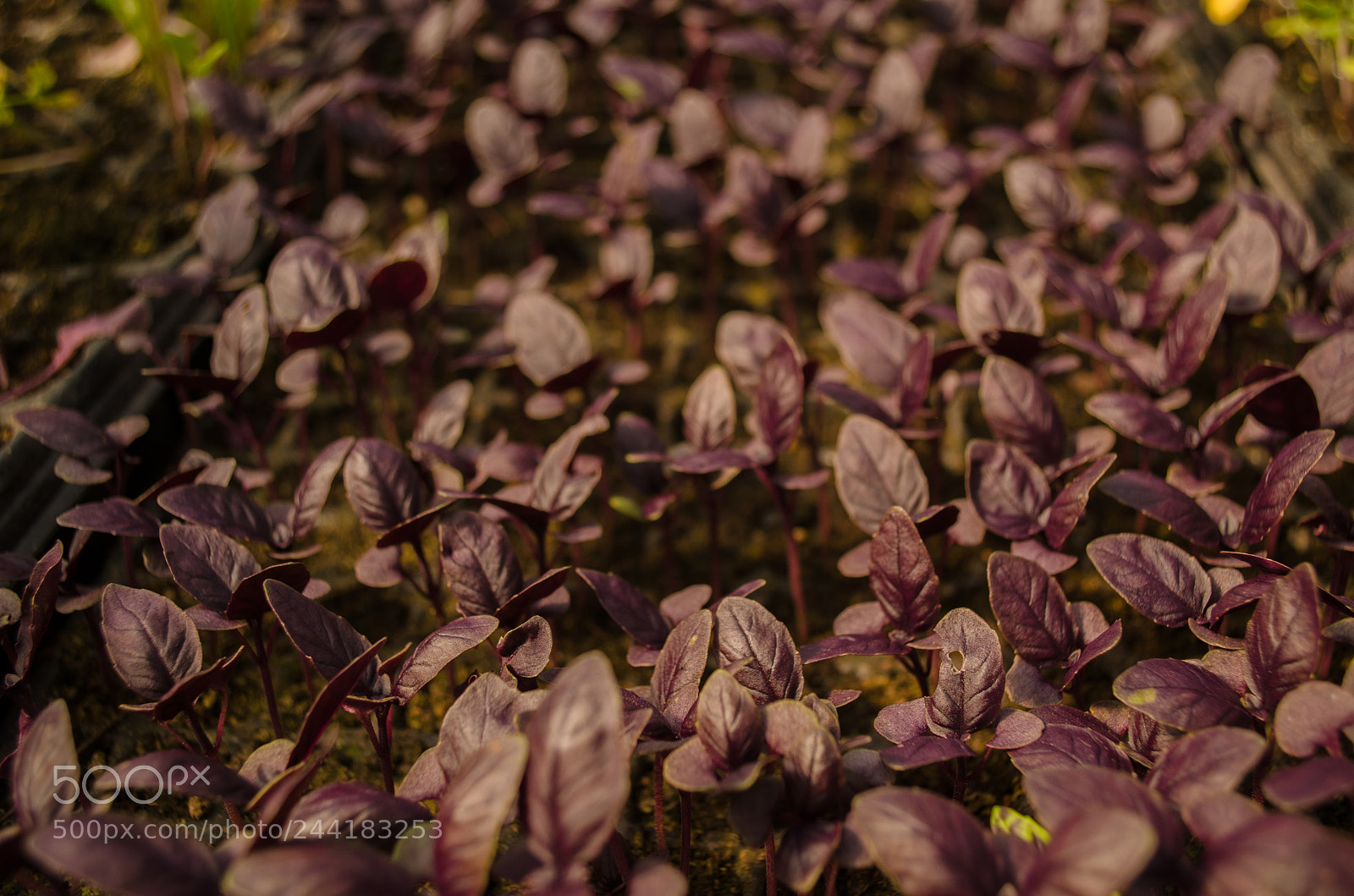 Nikon D5100 sample photo. Albahaca morada photography