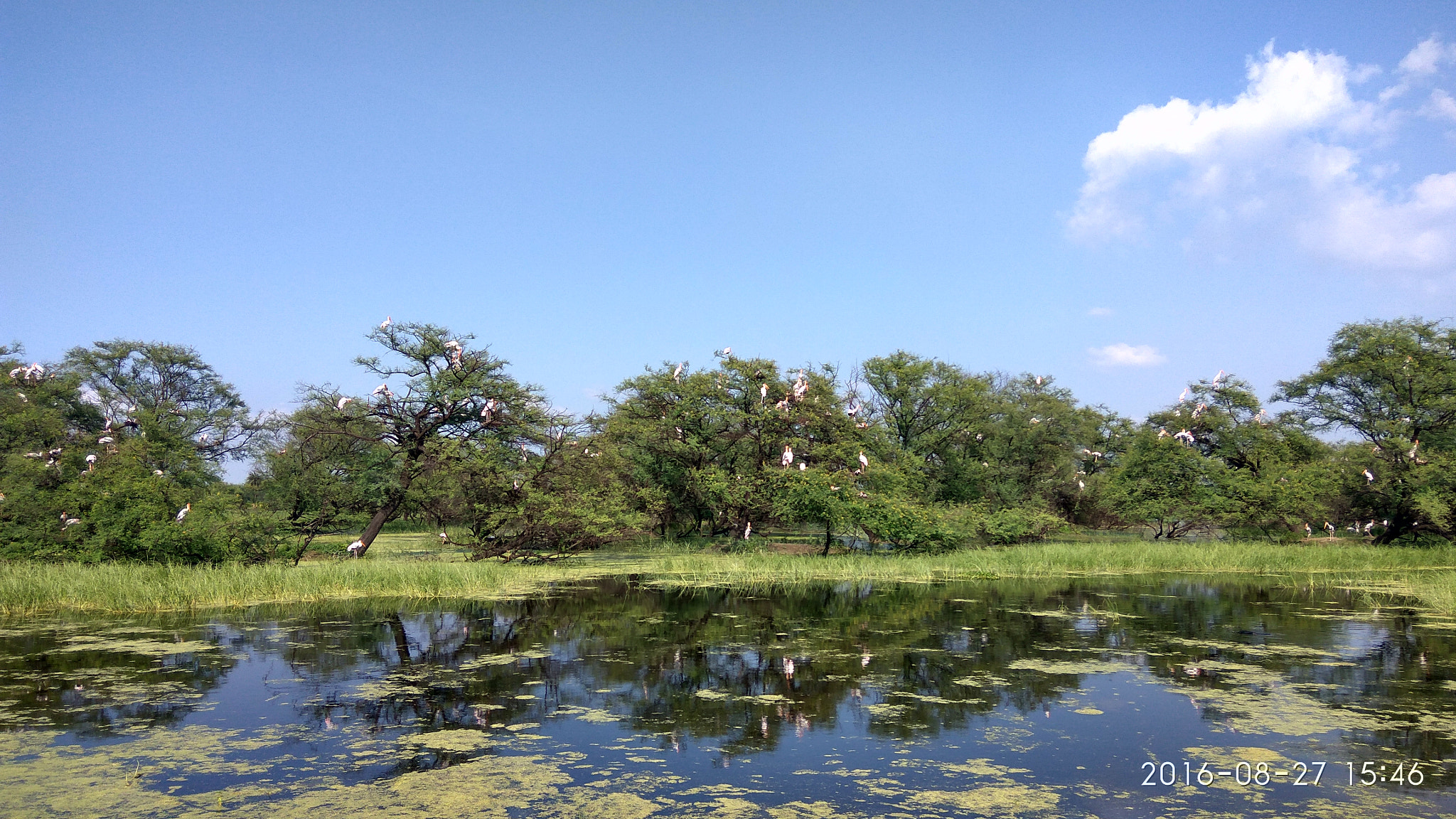 Xiaomi Redmi Note 3 sample photo. Bird sanctuary photography