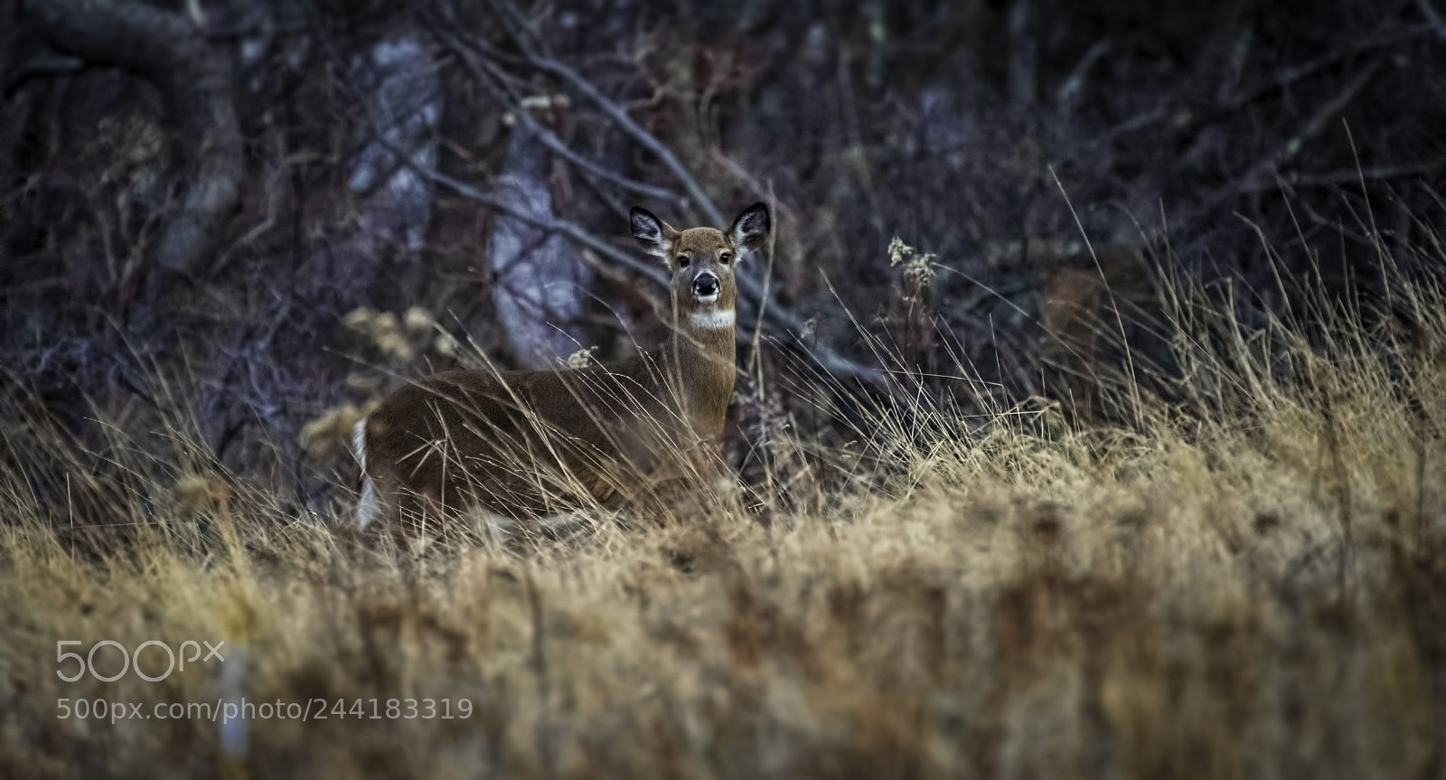 Nikon D810 sample photo. White tail entering the photography