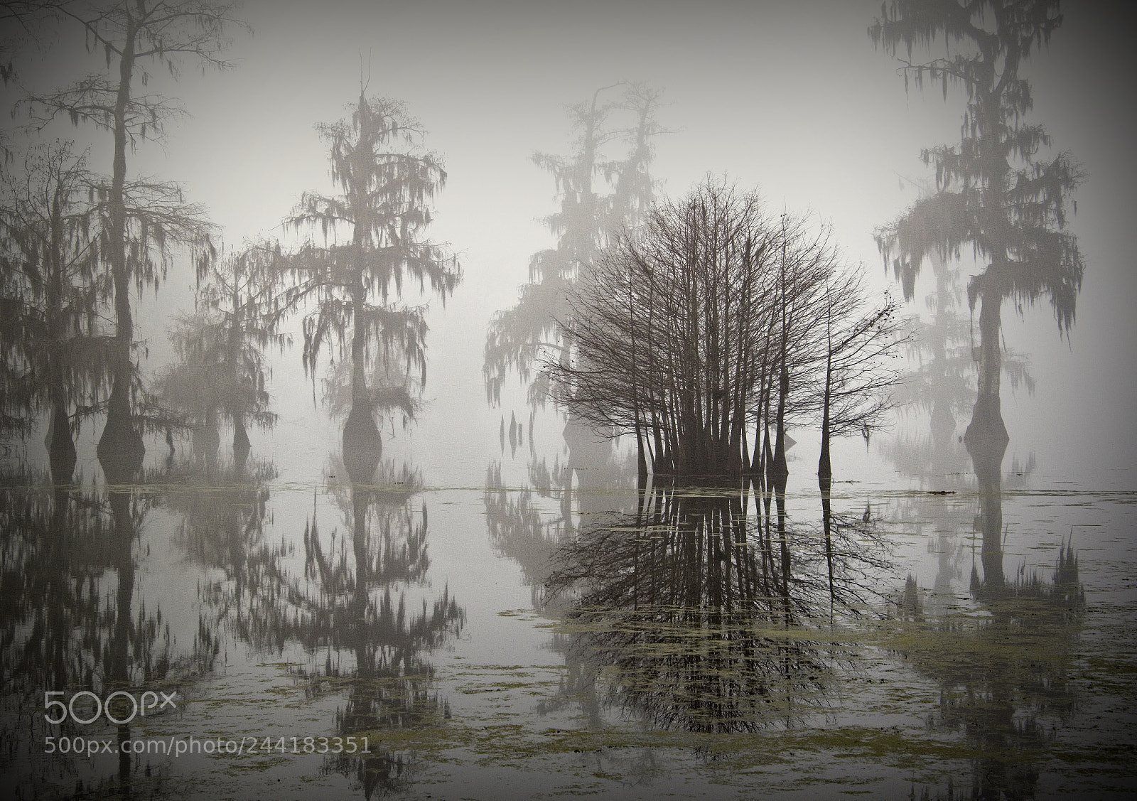Canon EOS 7D Mark II sample photo. Serenity in the fog photography
