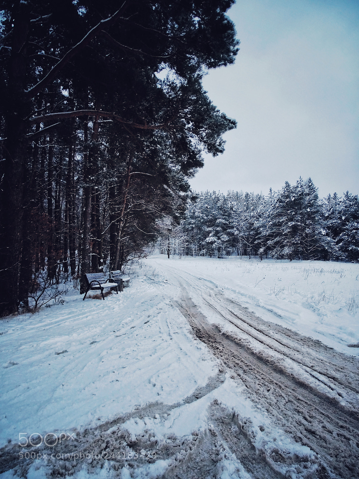 Sony Cyber-shot DSC-HX400V sample photo. "winter madness" photography