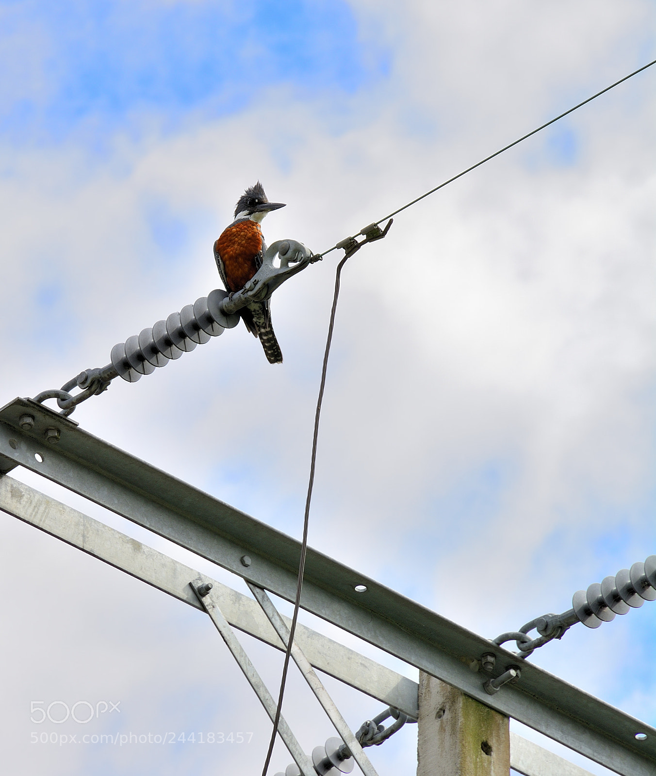 Nikon D7100 sample photo. Ringed kingfisher photography