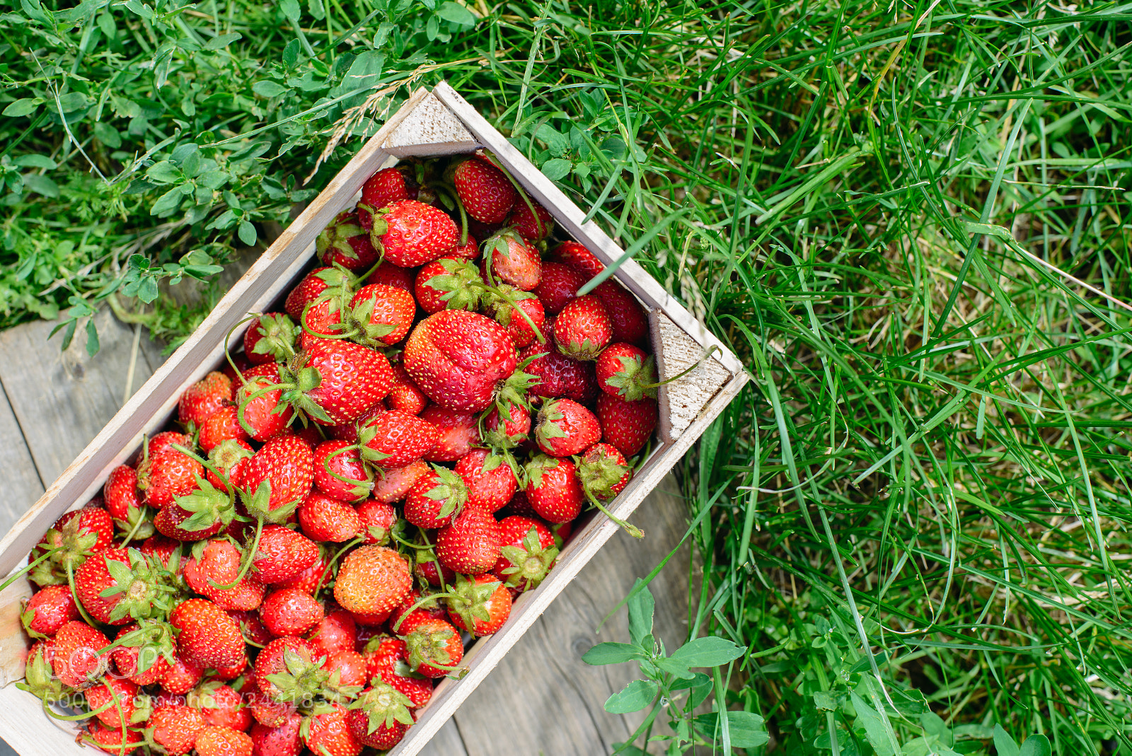 Nikon D600 sample photo. Strawberry in a box photography