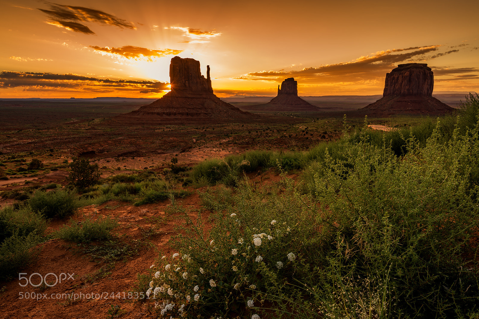 Nikon D800 sample photo. Desert bloom photography