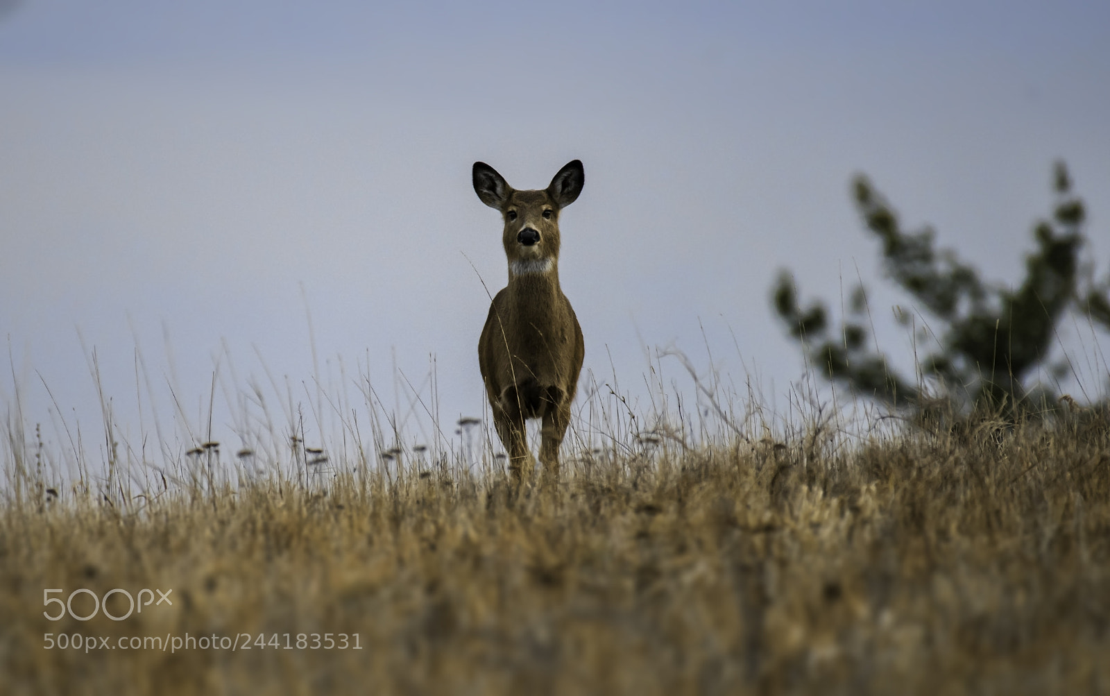 Nikon D810 sample photo. King of the mountain photography