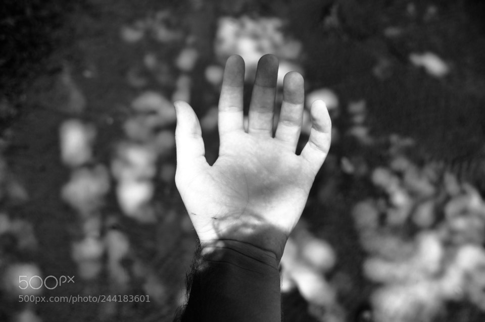 Nikon D300 sample photo. ... photography