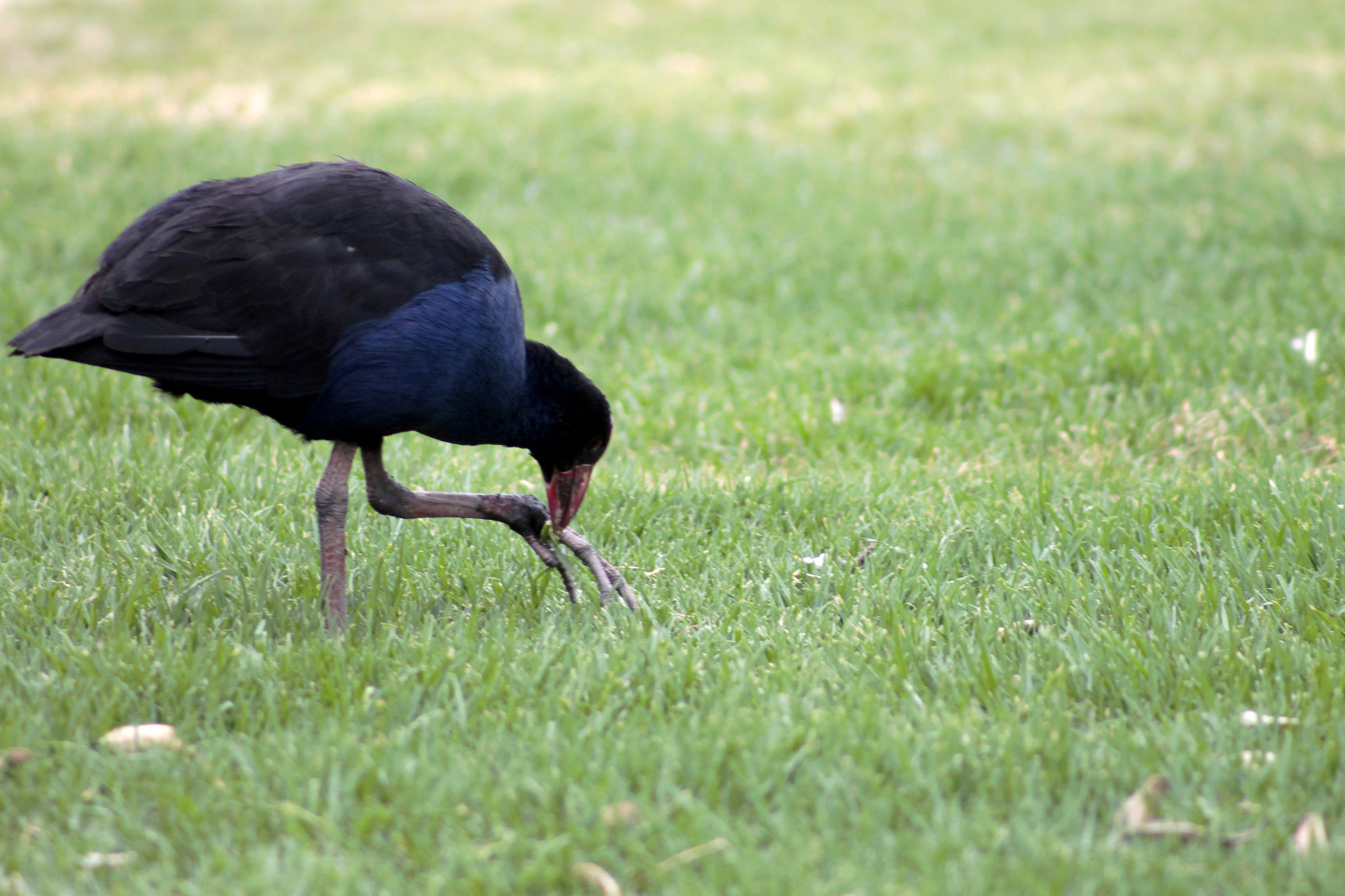 Canon EOS 1100D (EOS Rebel T3 / EOS Kiss X50) + EF75-300mm f/4-5.6 sample photo. Eating what i want photography