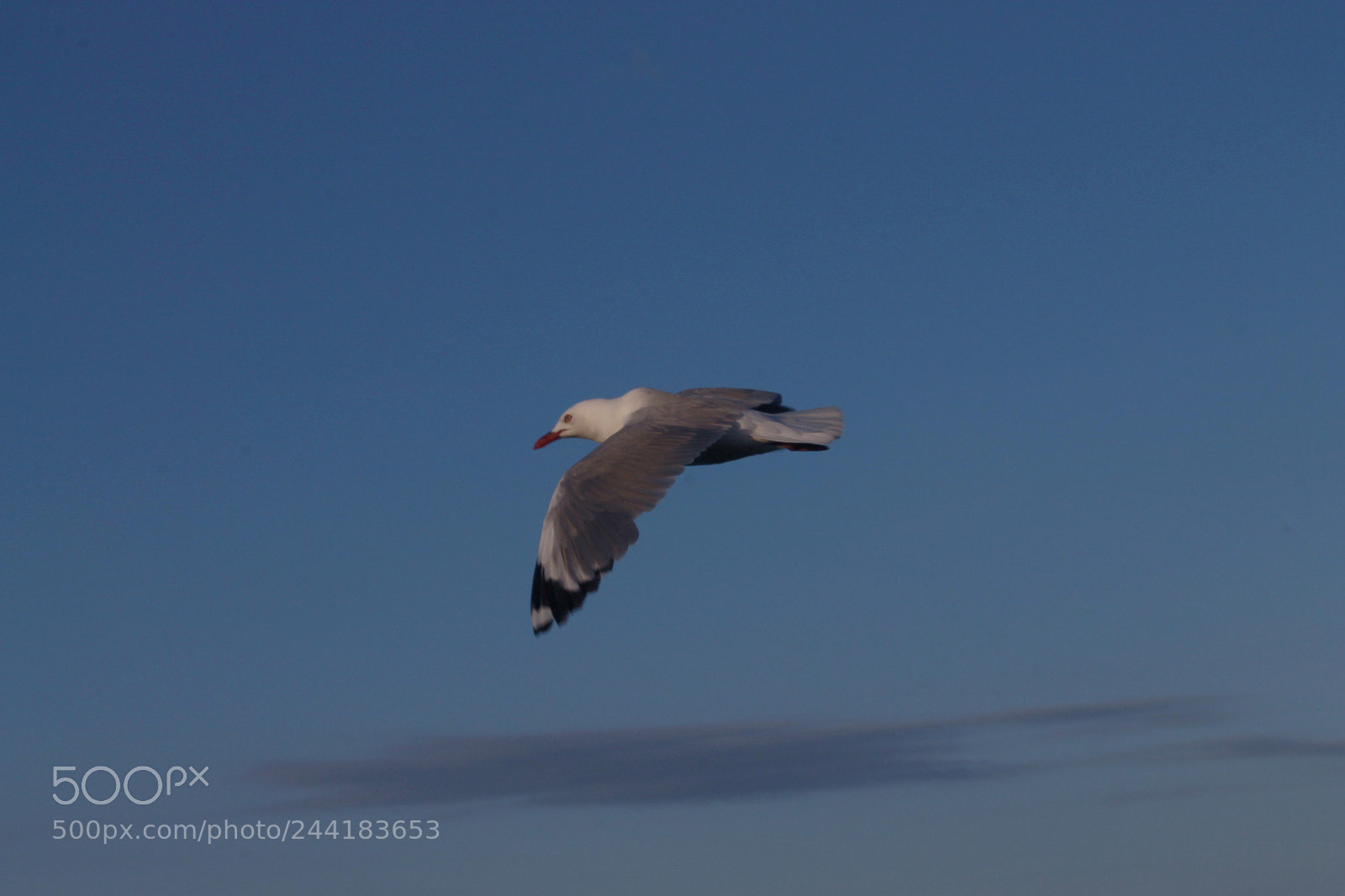 Canon EOS 1100D (EOS Rebel T3 / EOS Kiss X50) sample photo. Flying the world photography