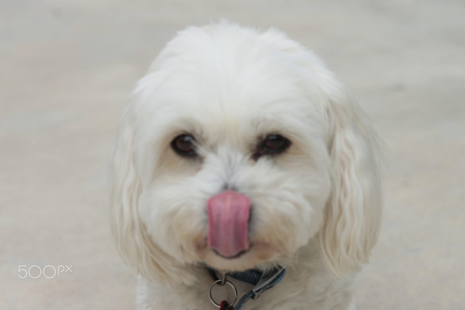 Canon EOS 1100D (EOS Rebel T3 / EOS Kiss X50) + EF75-300mm f/4-5.6 sample photo. My name is mitch photography